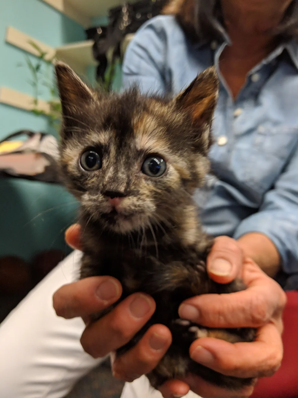 Donate — Kitten Rescue 101