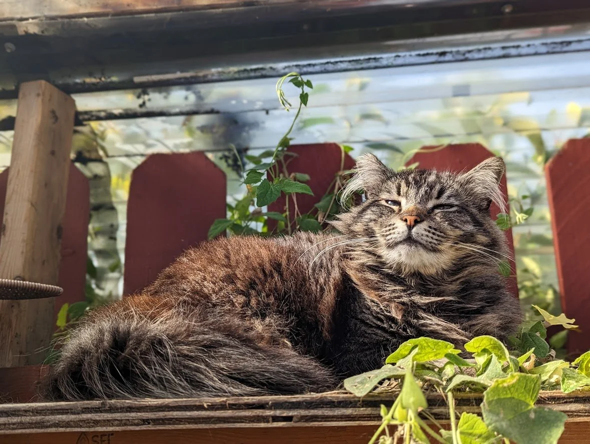 Kitten Rescue 101
