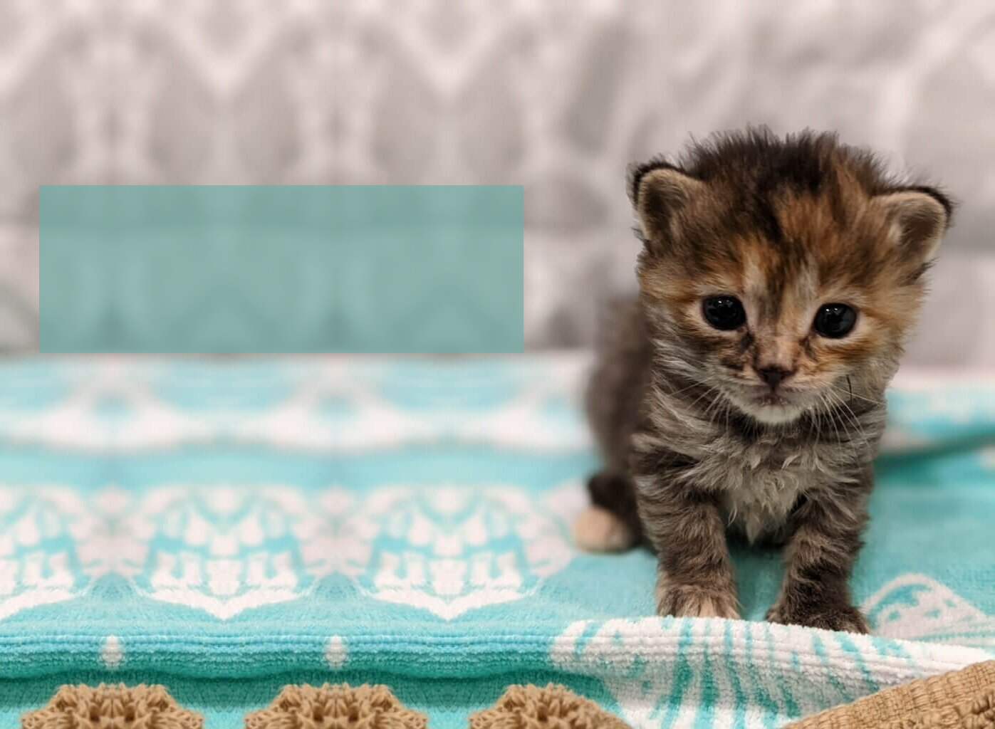 Kitten Rescue 101