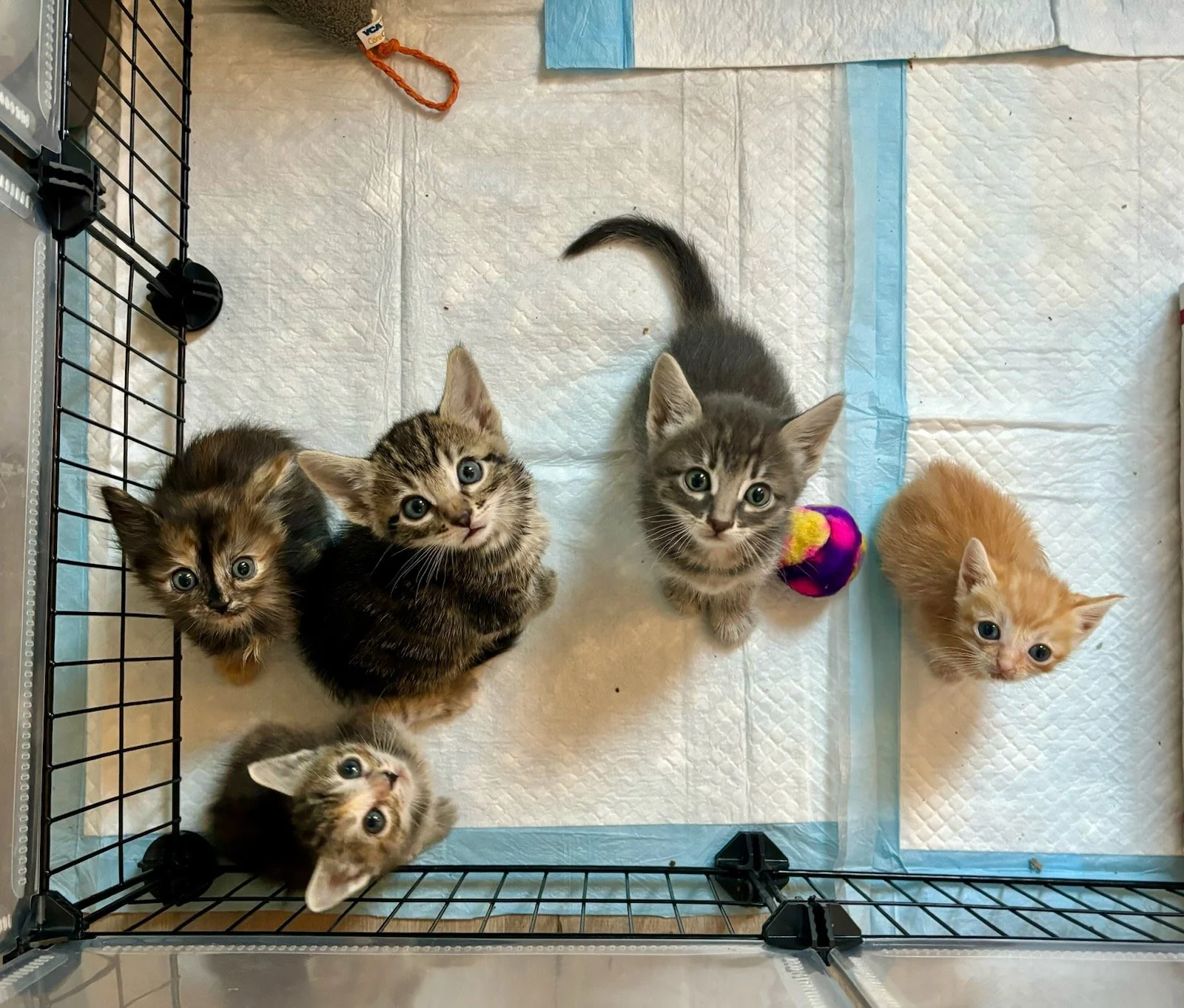 Volunteer opportunities — Kitten Rescue 101
