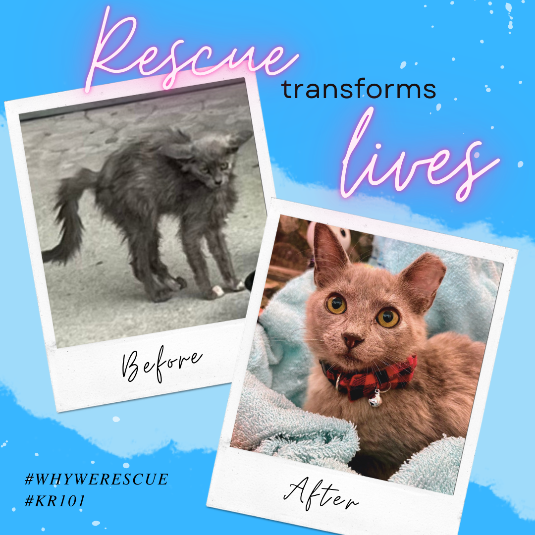 Enoki before and after (1).png