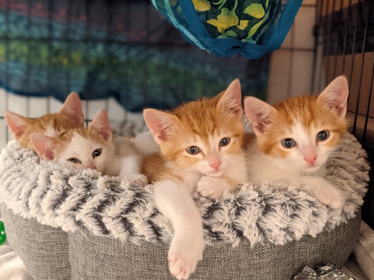 Adopt a Kitten from the Bay Area Today! — Kitten Rescue 101