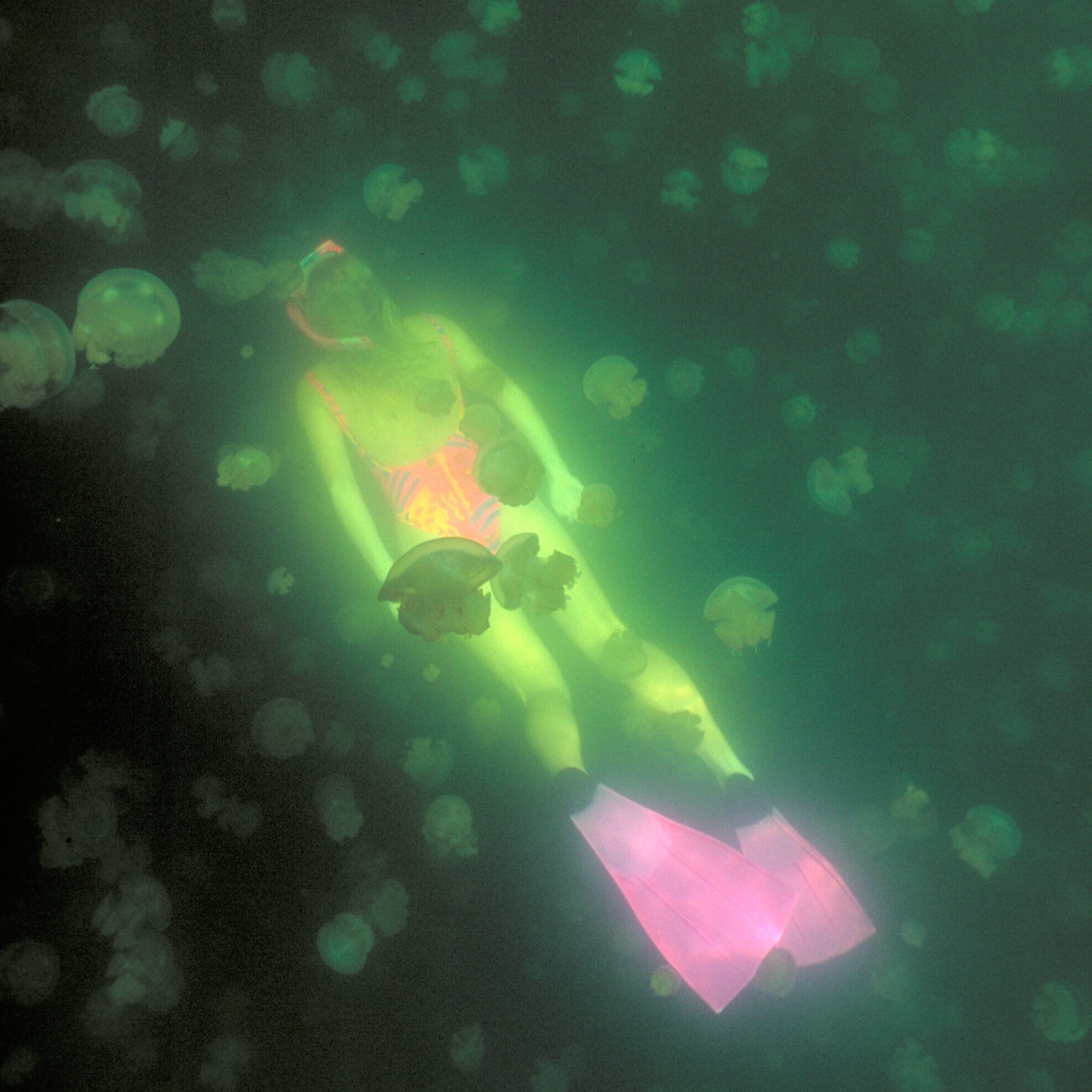 Palau+Jellyfish+Lake002.jpg