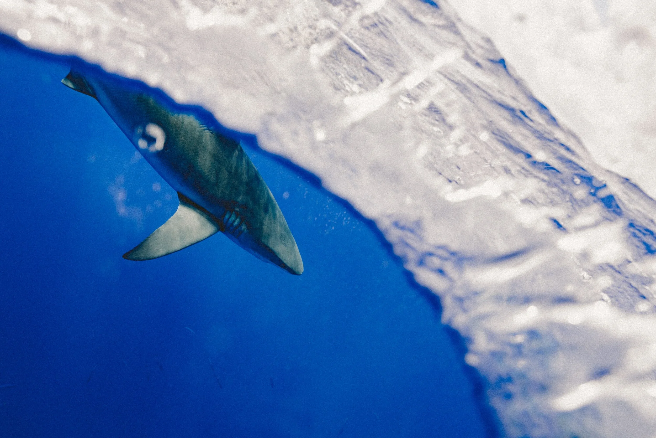 The Unexpected Benefits Of The Sharkbae Leaks - rb25gcj