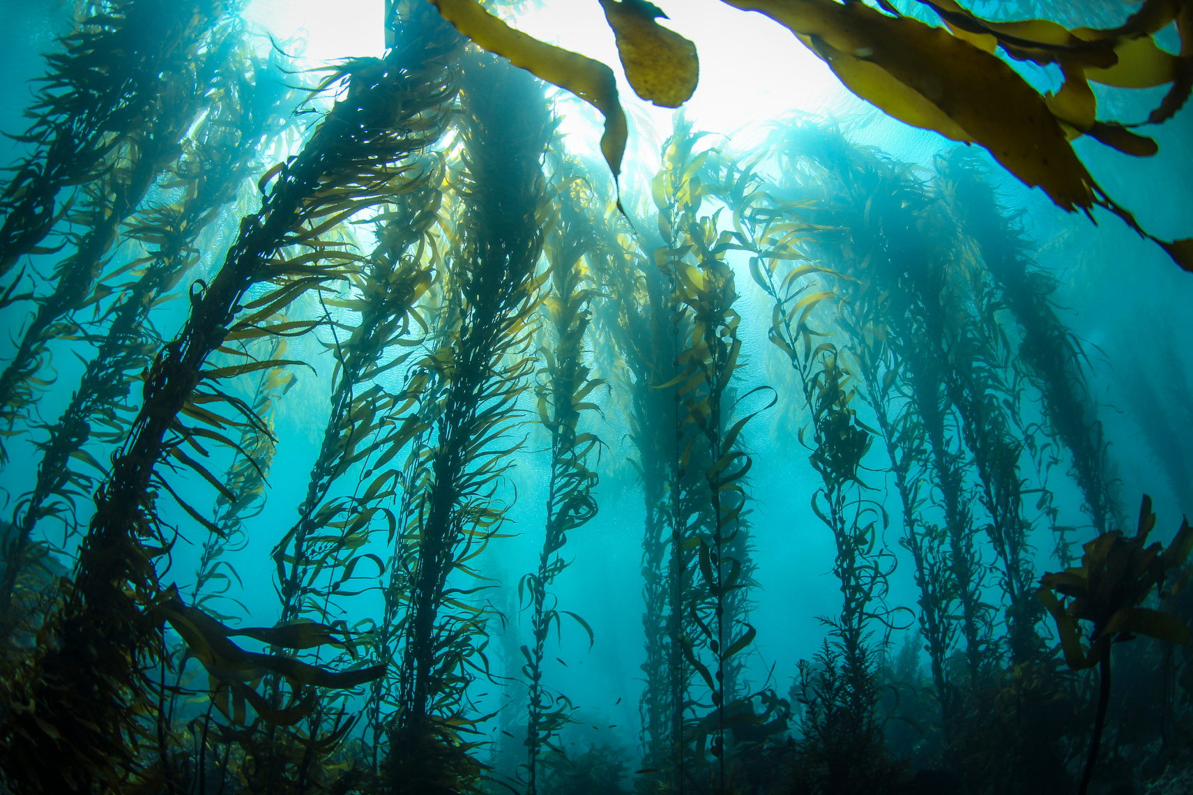 The Shark Cafe | Creatures of the California Kelp Forest