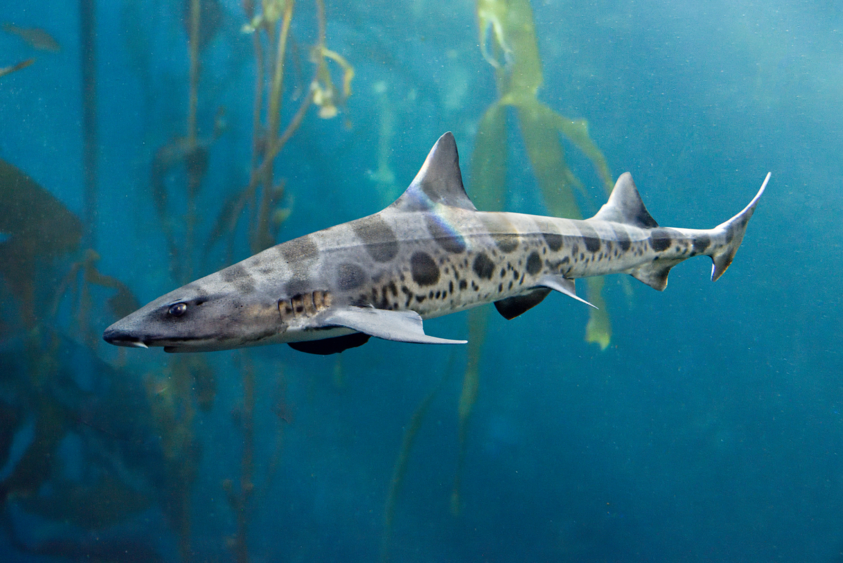 Kelp Forest_Leopard Shark.png