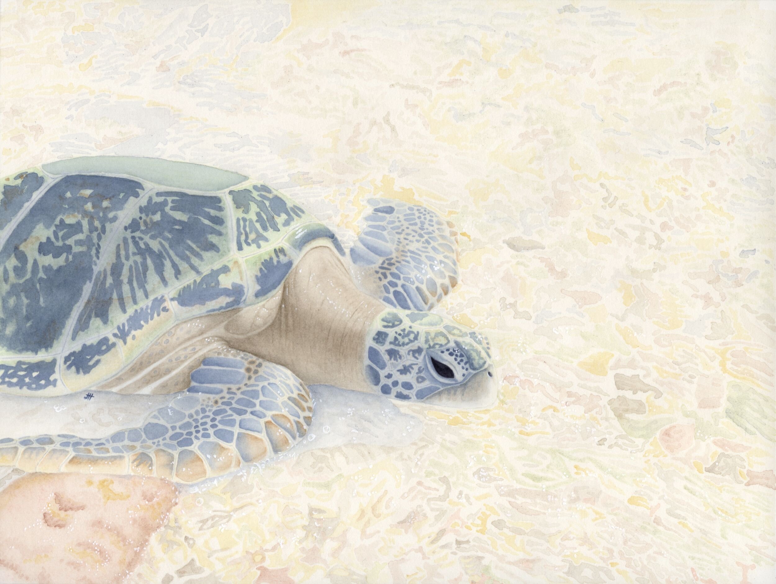 Jessica Heide_green sea turtle.jpeg
