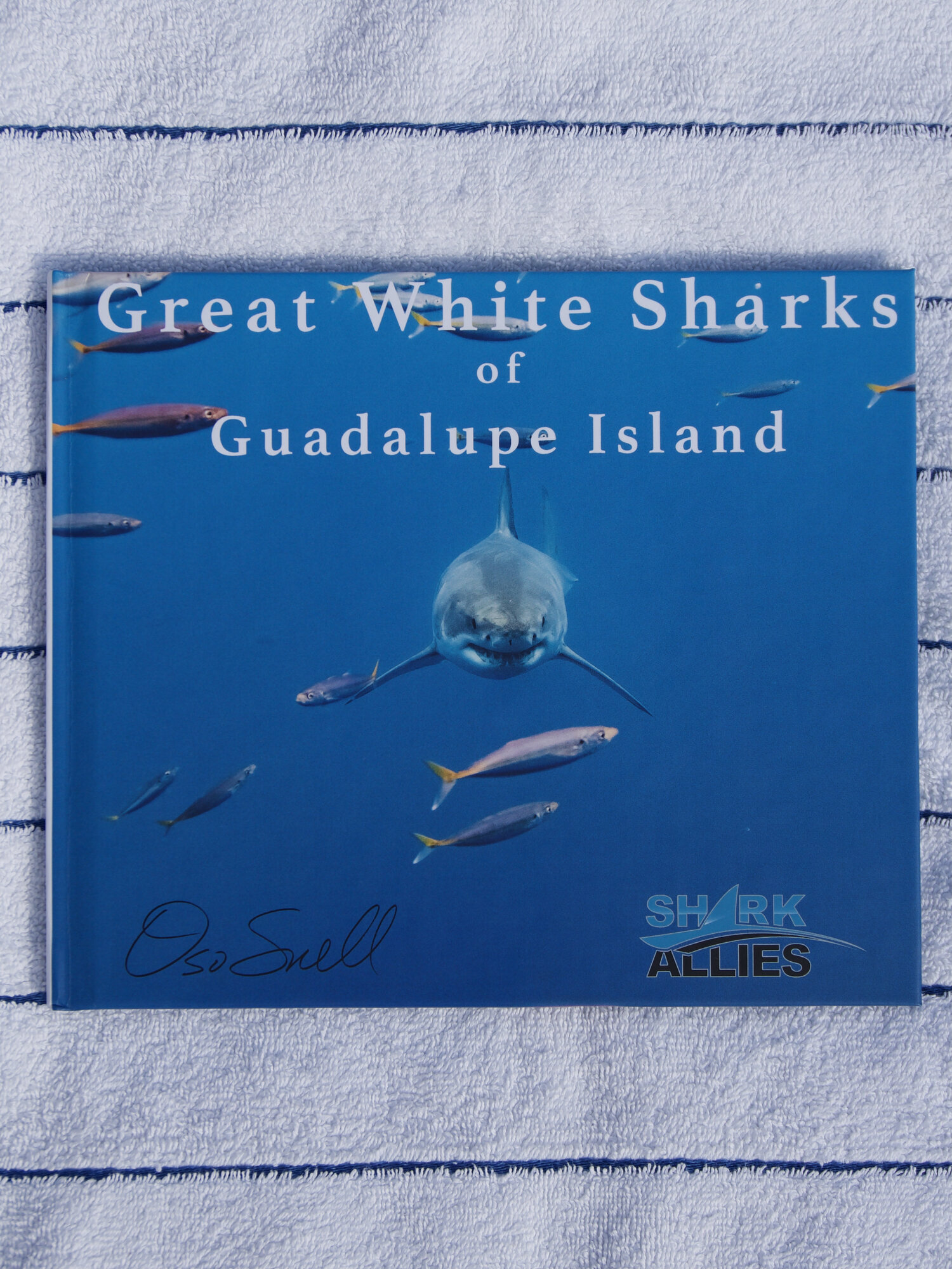 Great White Sharks of Guadalupe Island by Peter Snell