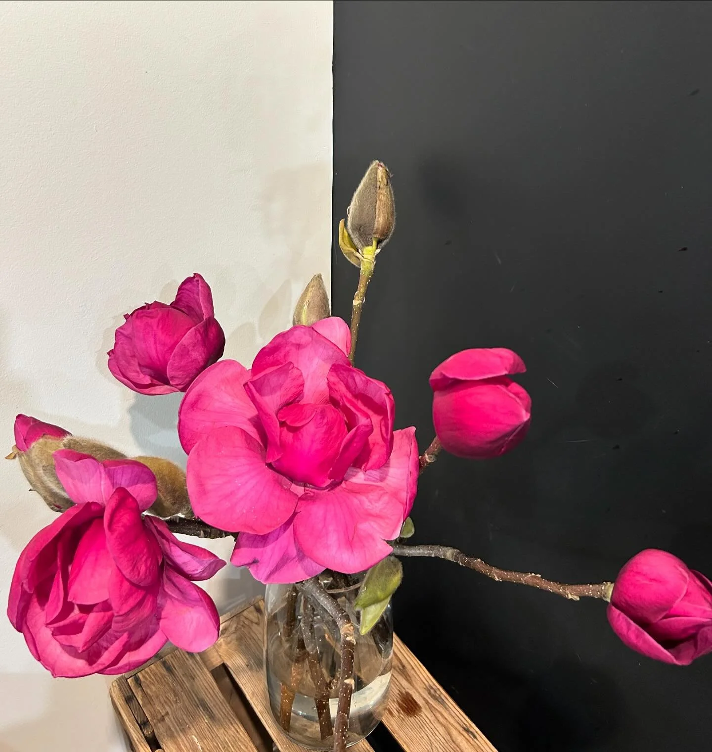 The most Gorgeous flowering magnolia branches instore #noosahouseofflowers#noosaflorist#magnoliabranches#noosa