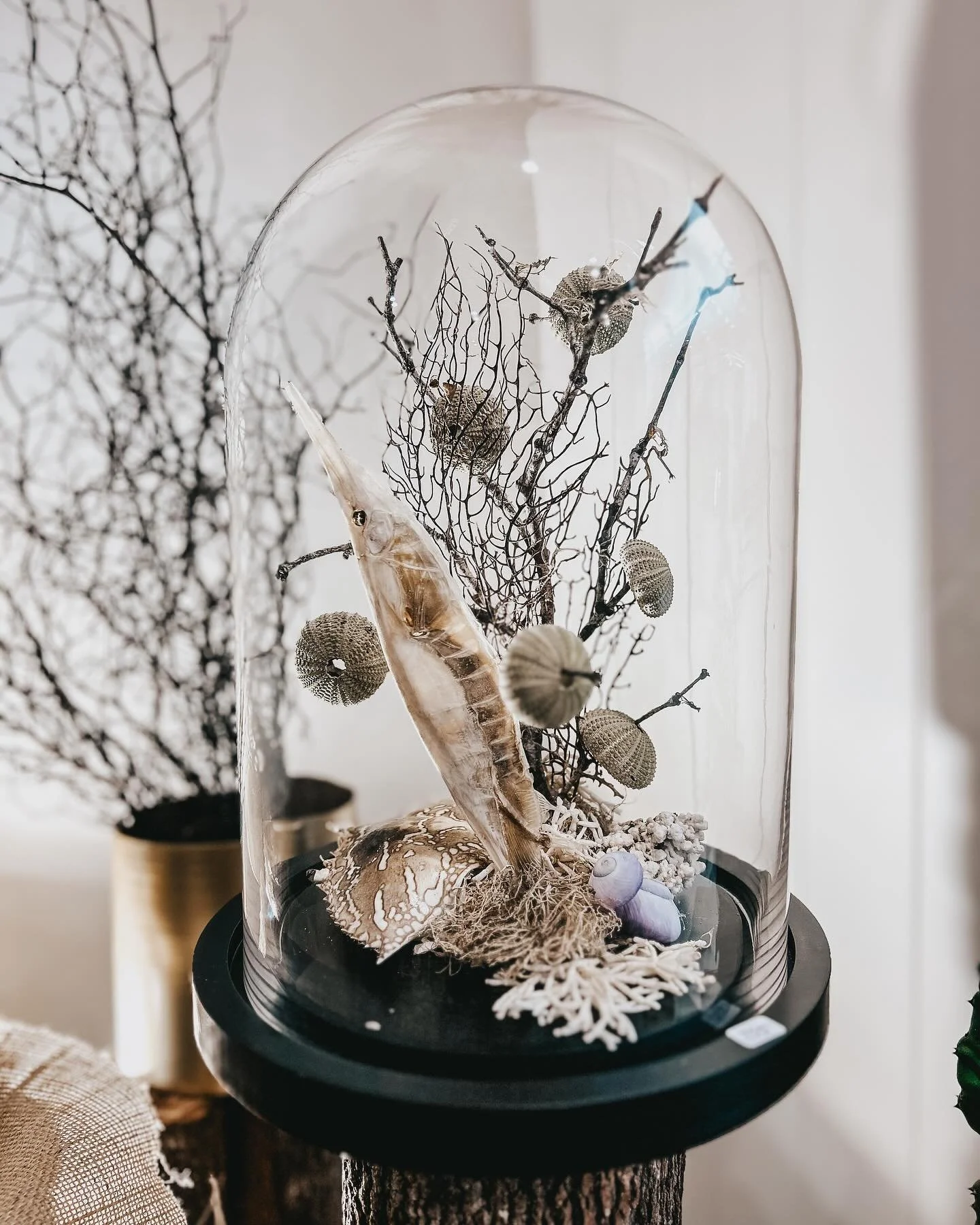 One of our very special, one of a kind cloche displays! Featuring beautiful ocean treasures. Pop into the shop today and come and check them out! #florist #noosaflorist #oneofkindtreasures #noosaheads #noosahouseofflowers