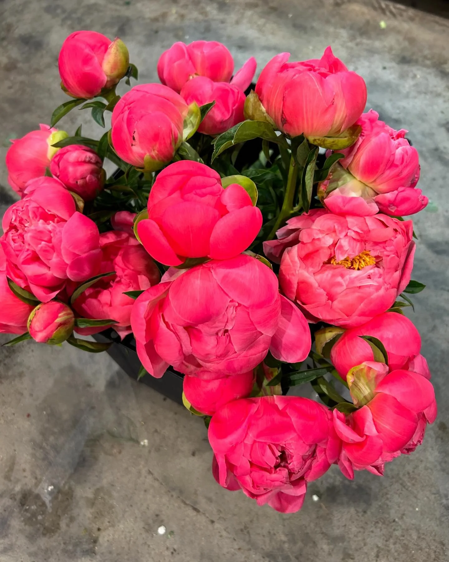 Beautiful Coral Charm Peonies In Stock! #noosahouseofflowers#noosaflorist#noosavilleflorist#noosaflowers#peonies