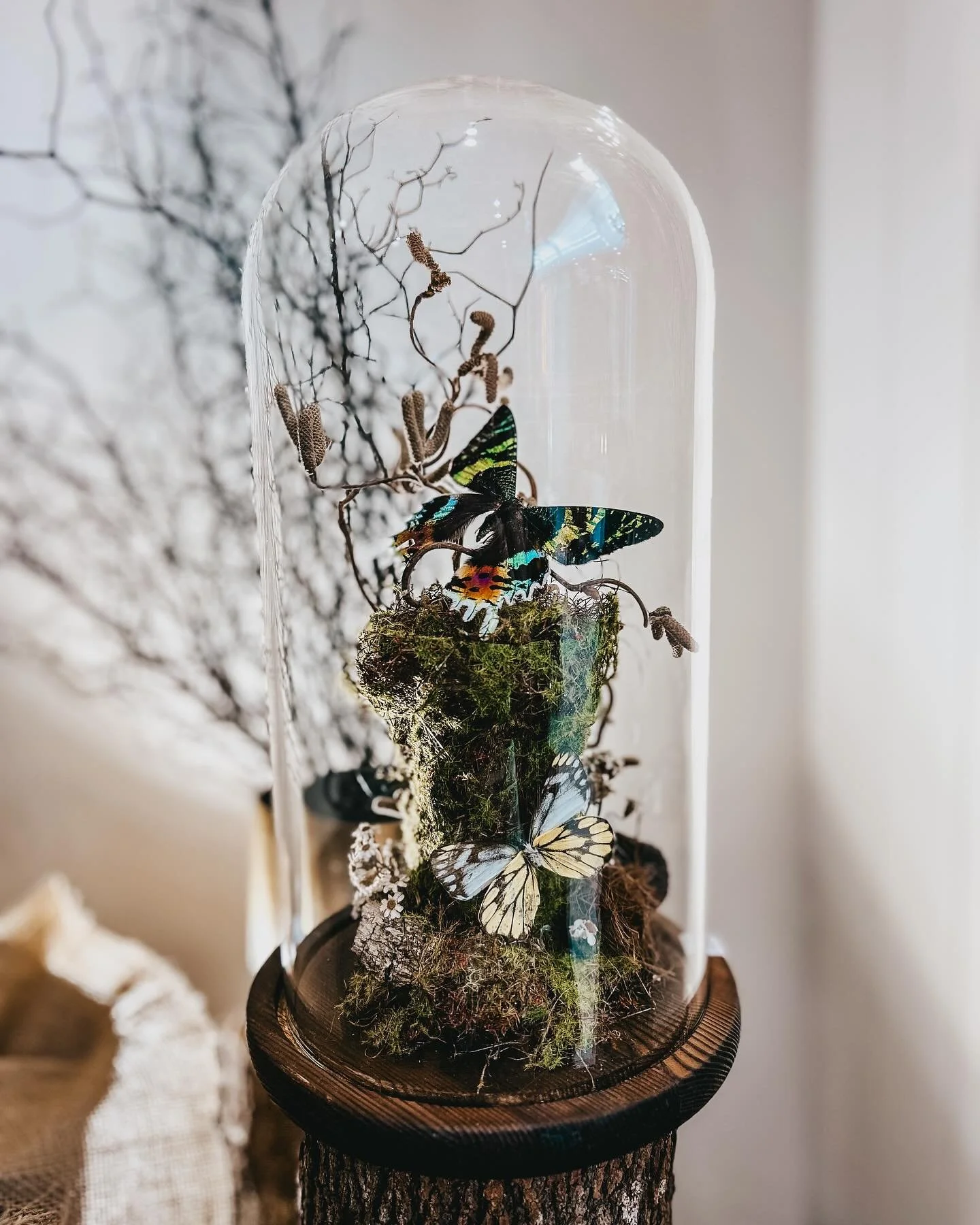Another one of a kind cloche display! #butterfly #glassdome #noosaflorist #noosagifts #oneofakind