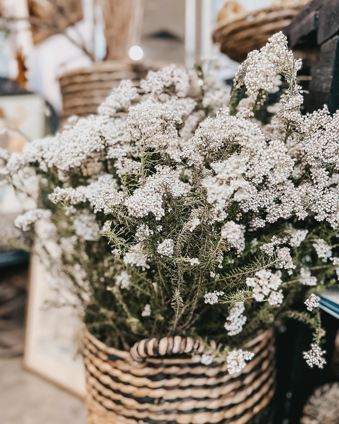 Gorgeous dried rice flower! In store now! #riceflower #driedflowers #noosaflorist #noosahouseofflowers #noosaville #noosaheads