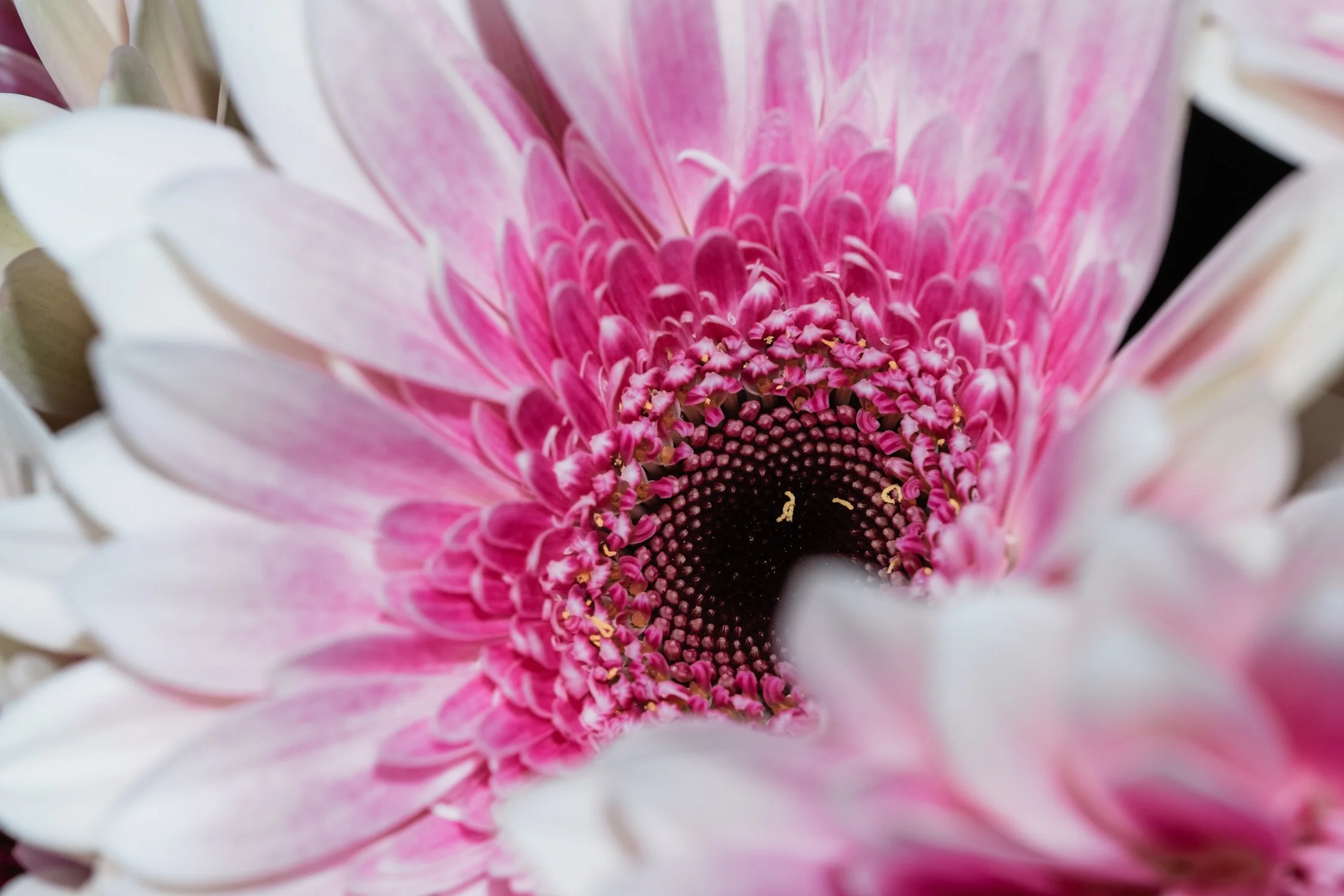 Noosa House of flowers_web-2.jpg