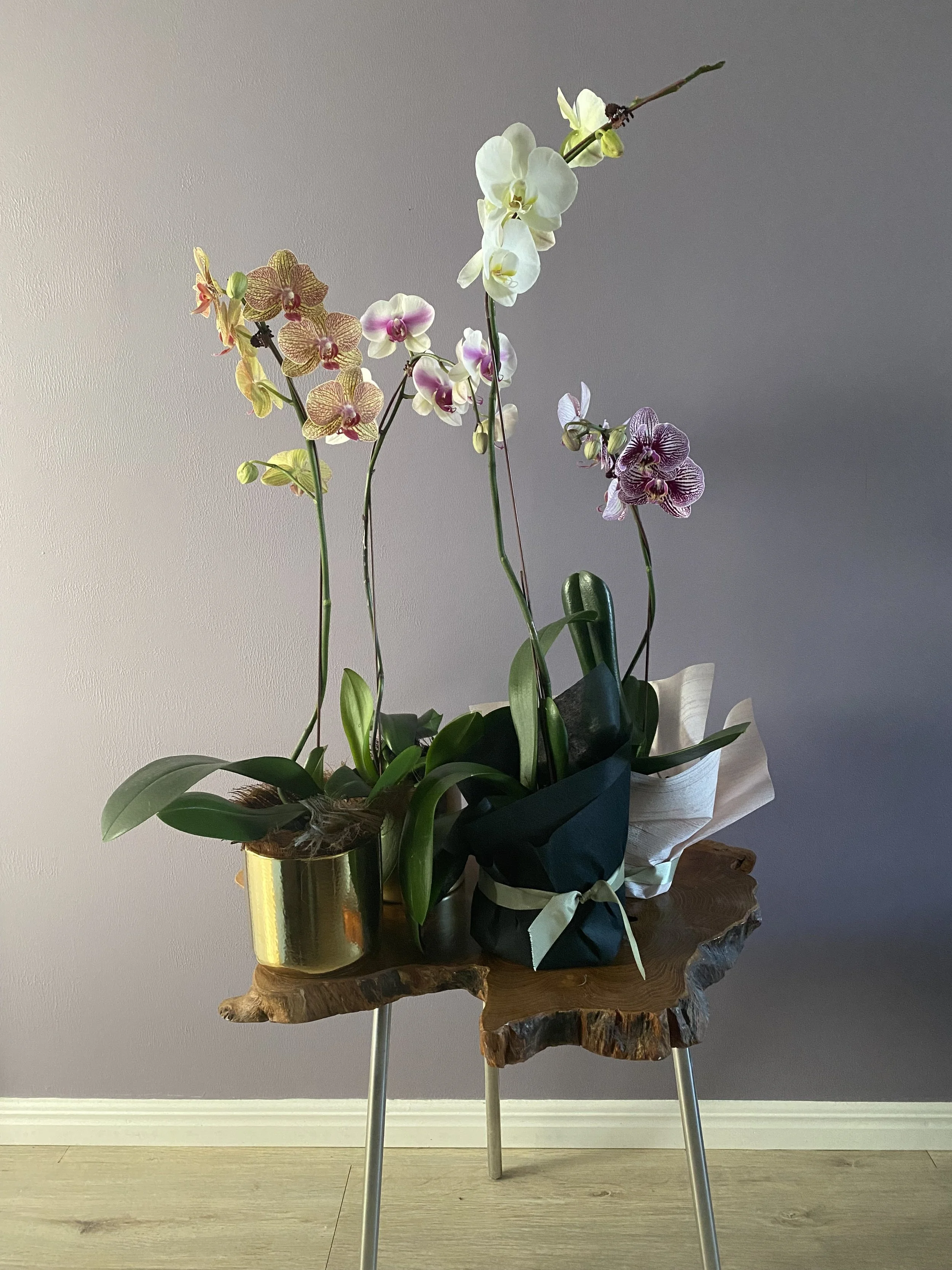 Arrangement of orchids in decorative pots on a wooden stand against a purple wall.