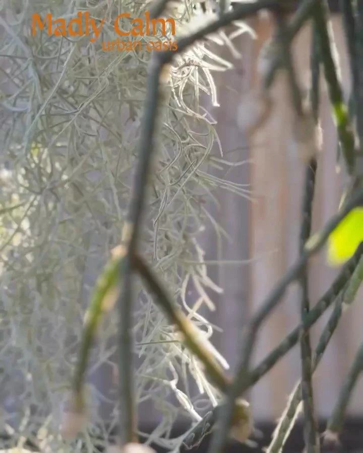 Listen to your body and allow R E S T to be your nurturing.
The importance of tuning in ~ not pushing through.
Just like you feed your body with food,
You must nourish your well-being with rest.
Make time for presence.
Make space for stillness.