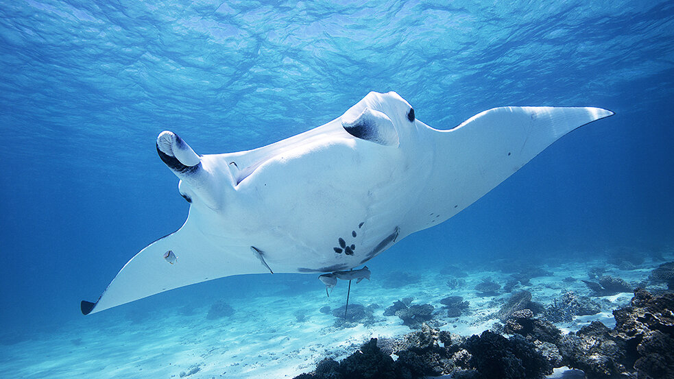 Manta Ray.jpg