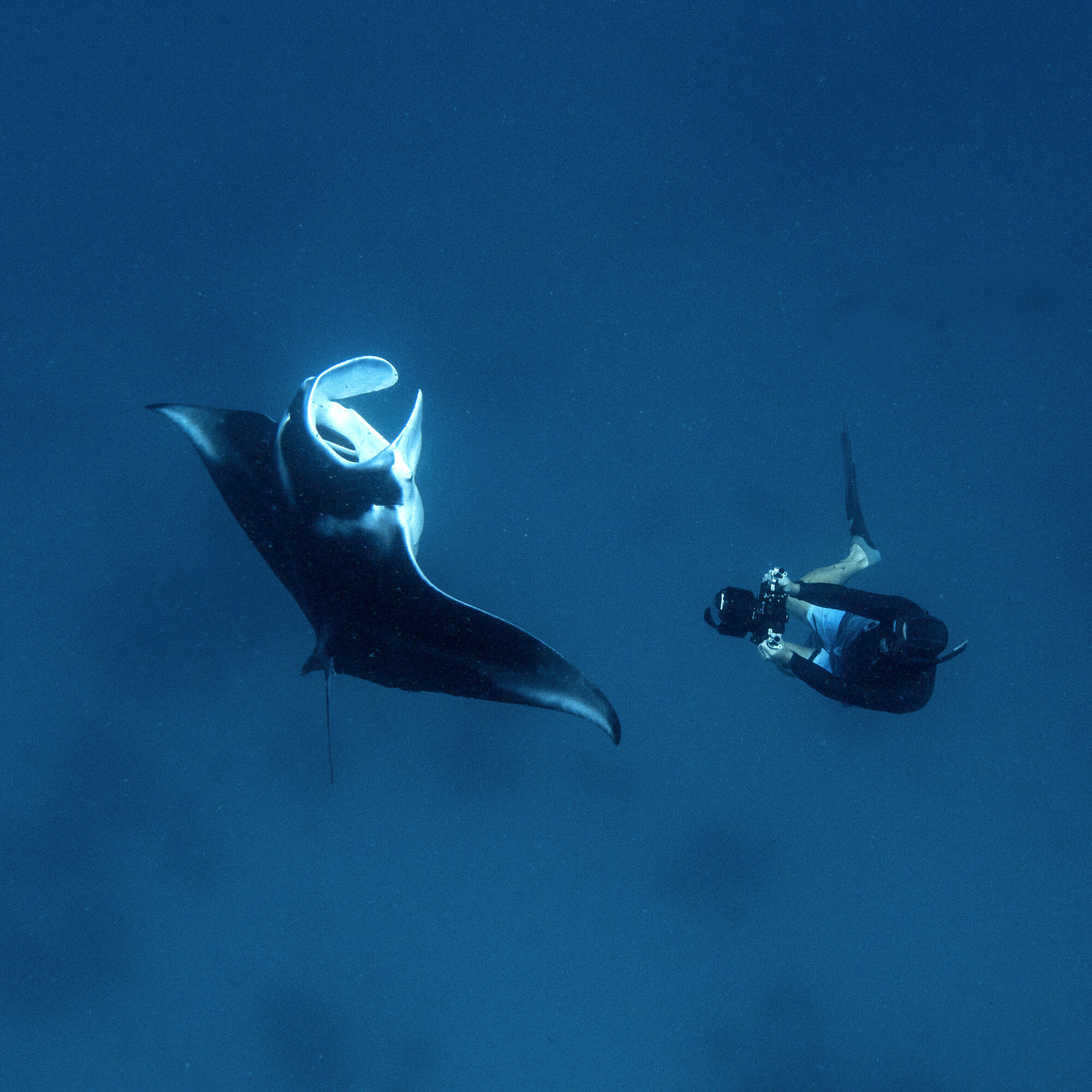 Ed filming Mnat Rays at The Conflict Islands in Milne Bay, Papua New Guinea testing out the new Sony A7S Mark3