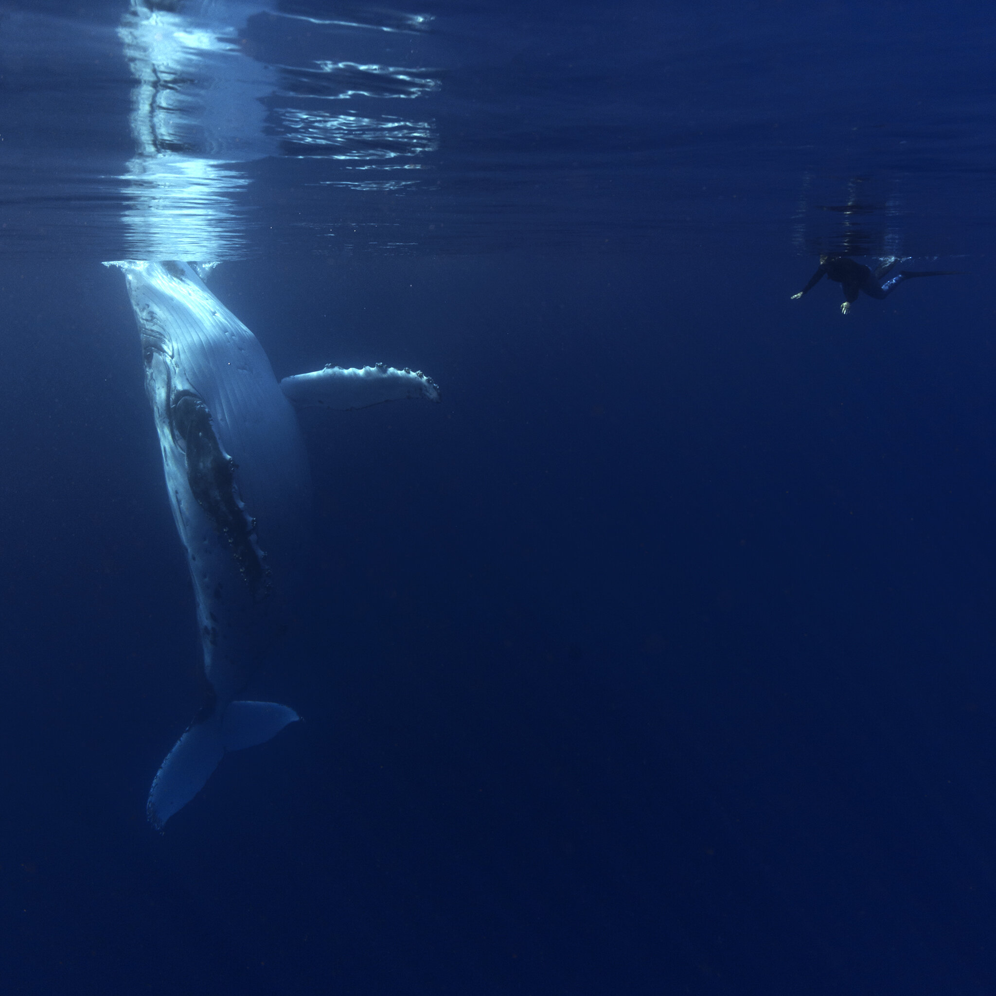 Hayley & Humpback.jpg