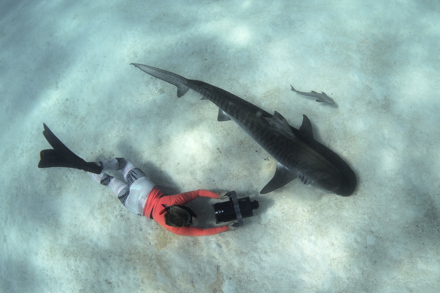 Hayley Filming a Tiger Shark with RED Epic Dragon in 6k, Ningaloo Reef, Western Australia