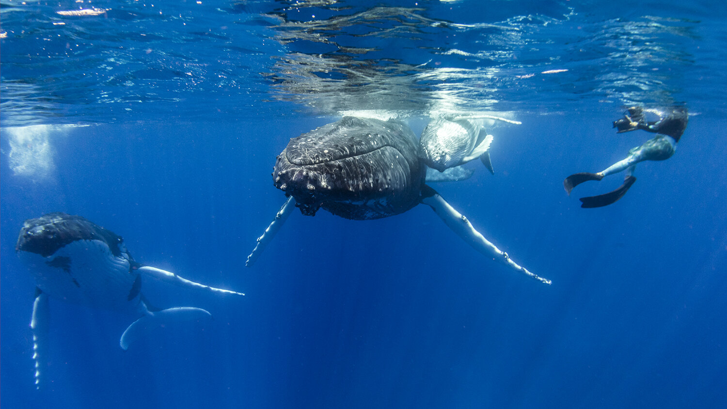 Hayley Filming Humpback Whales in Tonga with RED Epic Dragon 6k