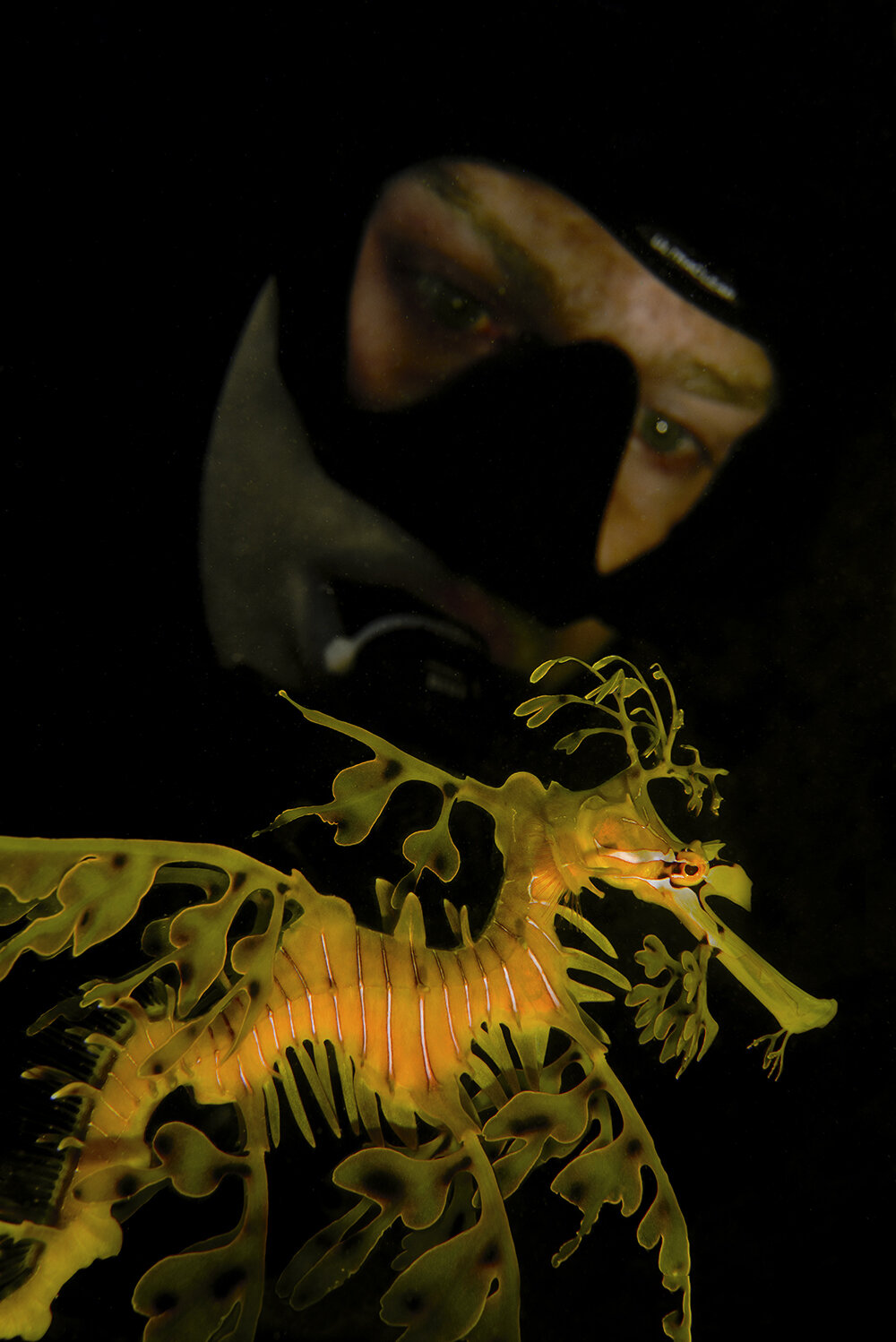 Ed with Leafy Sea Dragon at Rapid Bay Jetty, South Australia