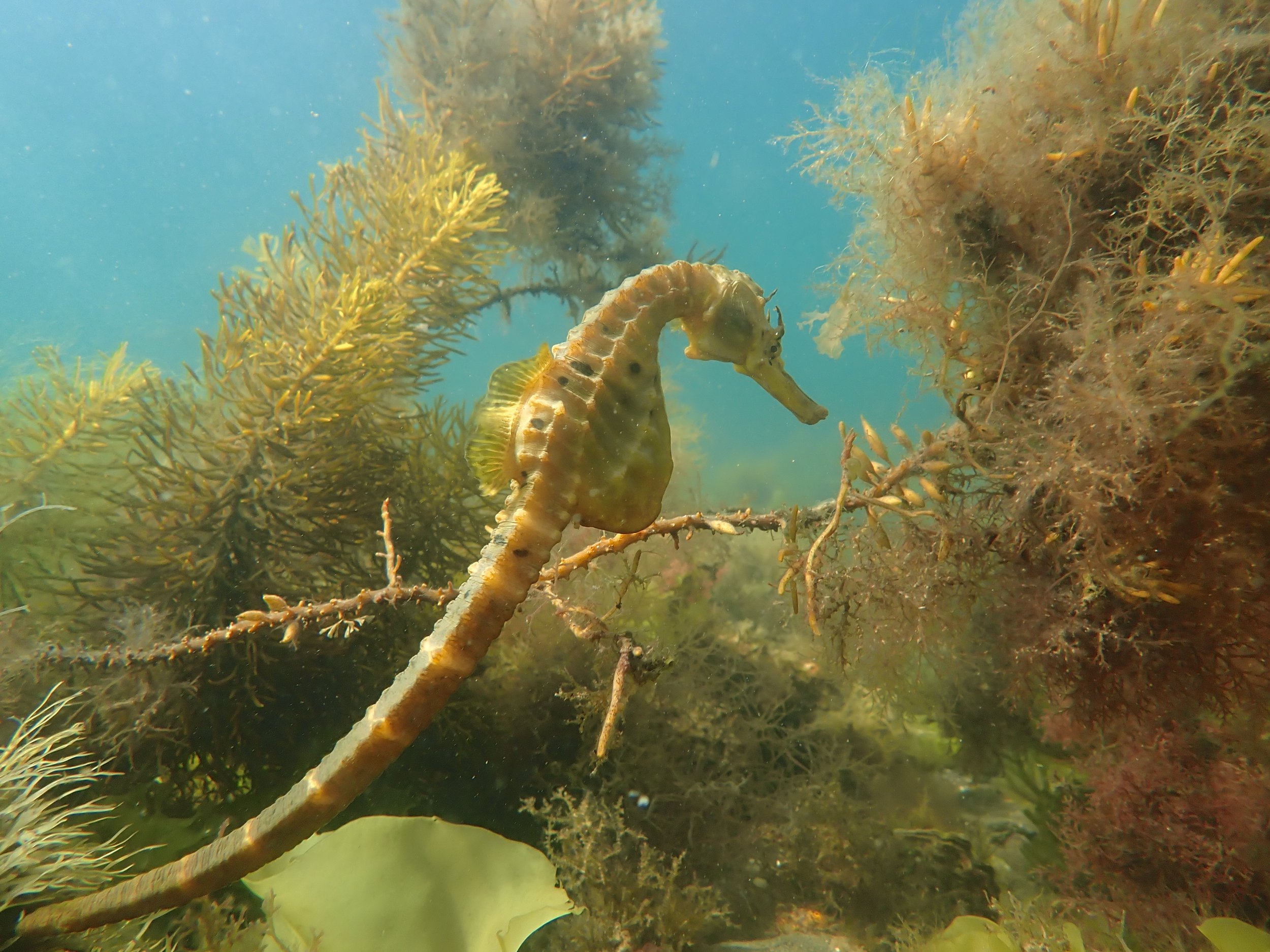 Sea Horse in Little Howrah Beach. Credit: Nick Horniblow