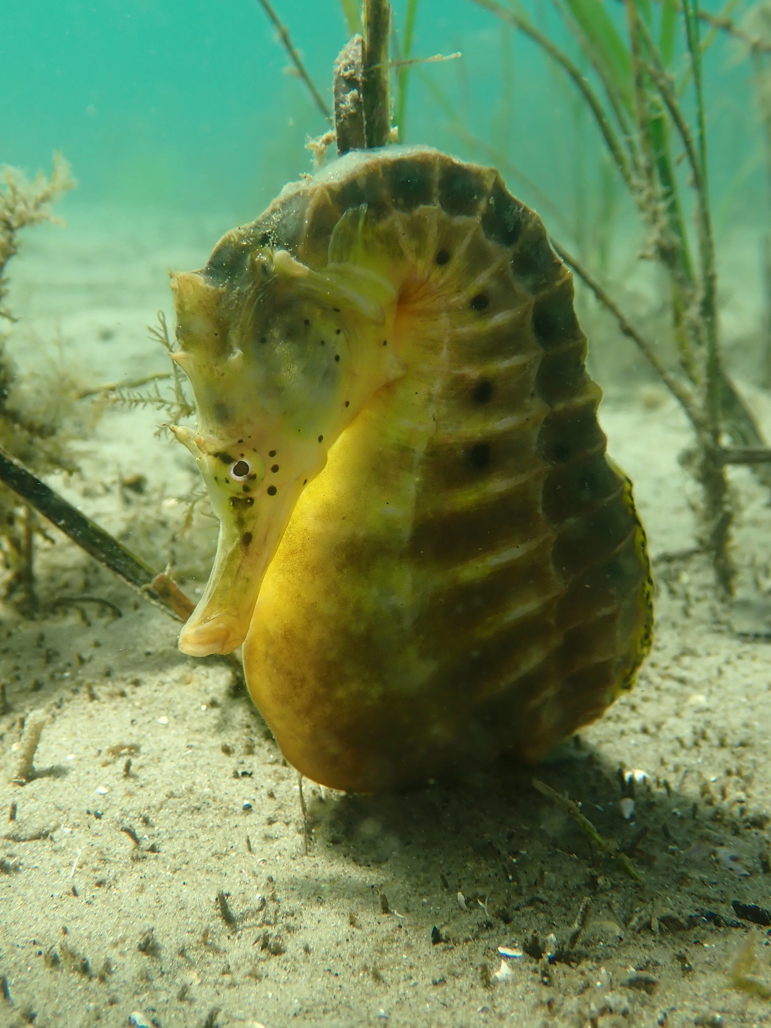 Sea Horse in Little Howrah Beach. Credit: Nick Horniblow