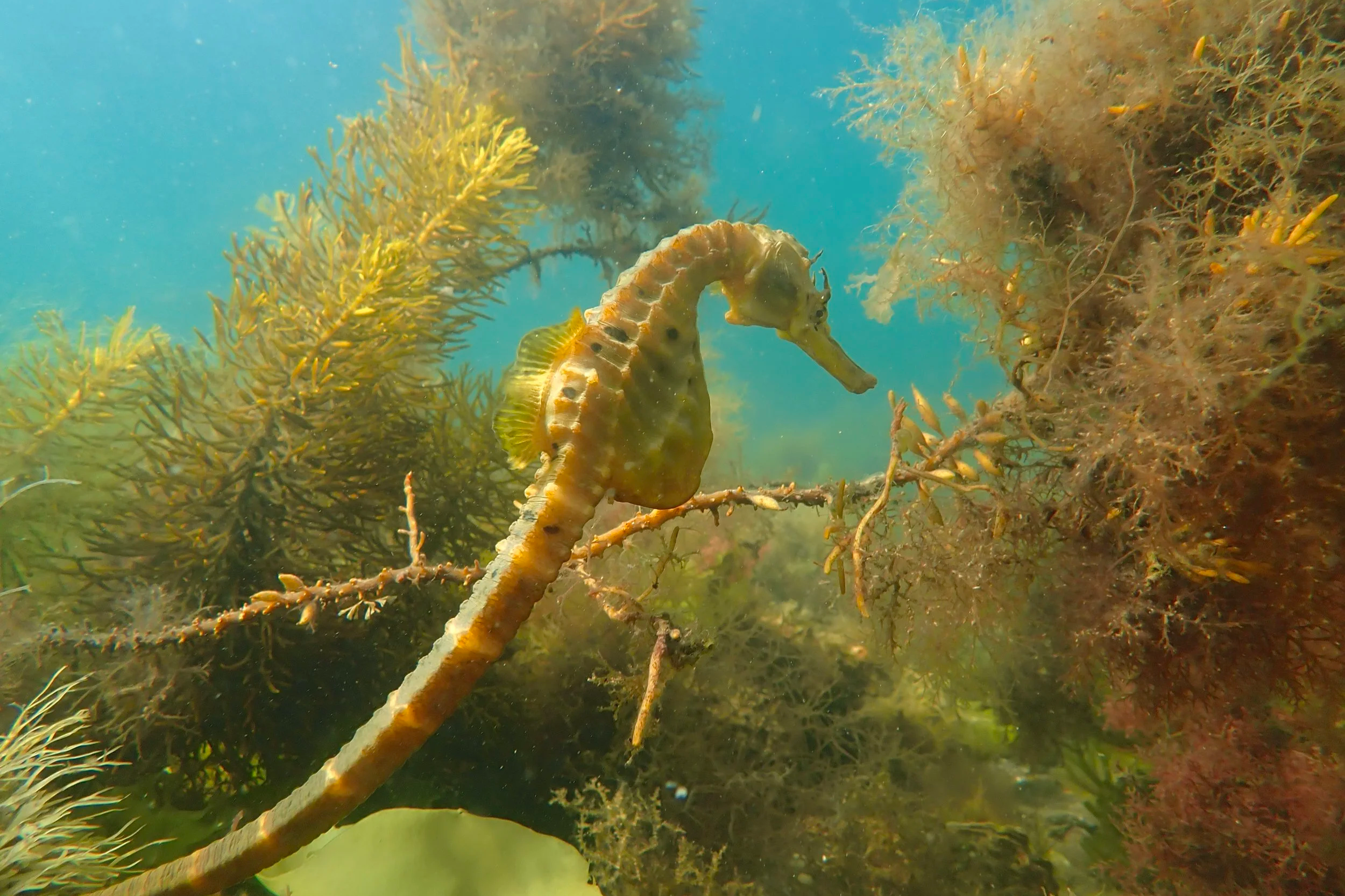 Seahorse in the Derwent River