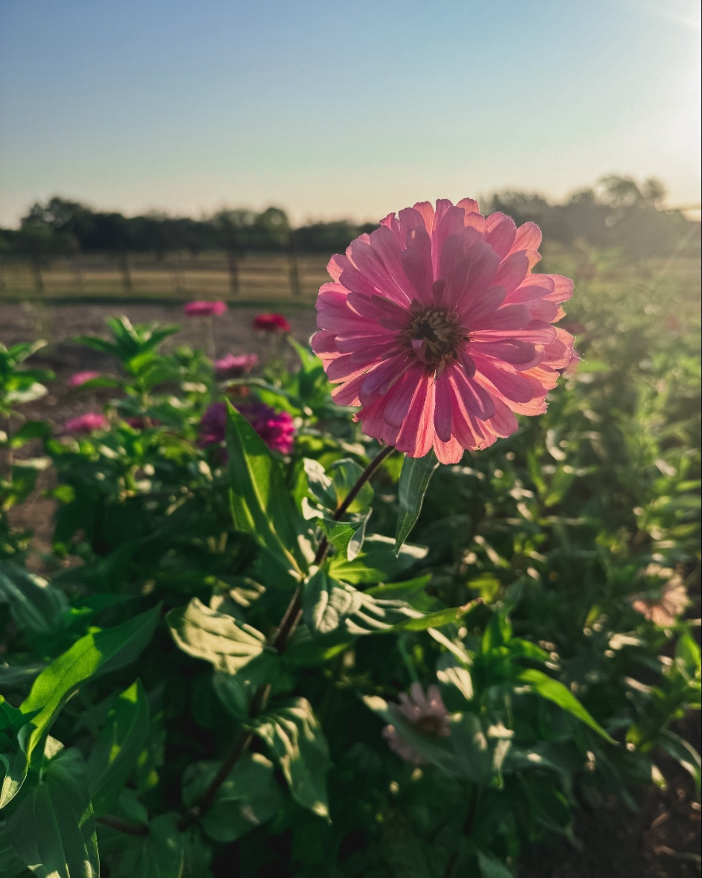 Did someone say Sunset U-Pick this Saturday? 

It&rsquo;s me! I said it. I&rsquo;m currently saying it! And I&rsquo;ll say it again! We&rsquo;re gonna be open tomorrow evening, Saturday Sept. 21st from 6pm-7:30pm 💕🌸✨ 

Tell a friend, bring said fri