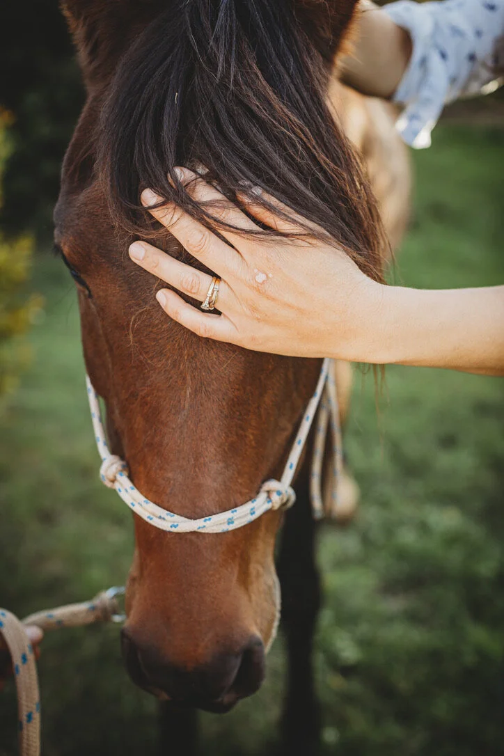 Subtle energy and Animals 