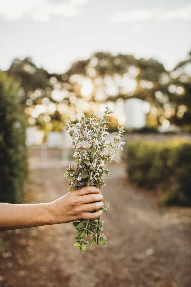 Hydrosols and herbal manufacturing