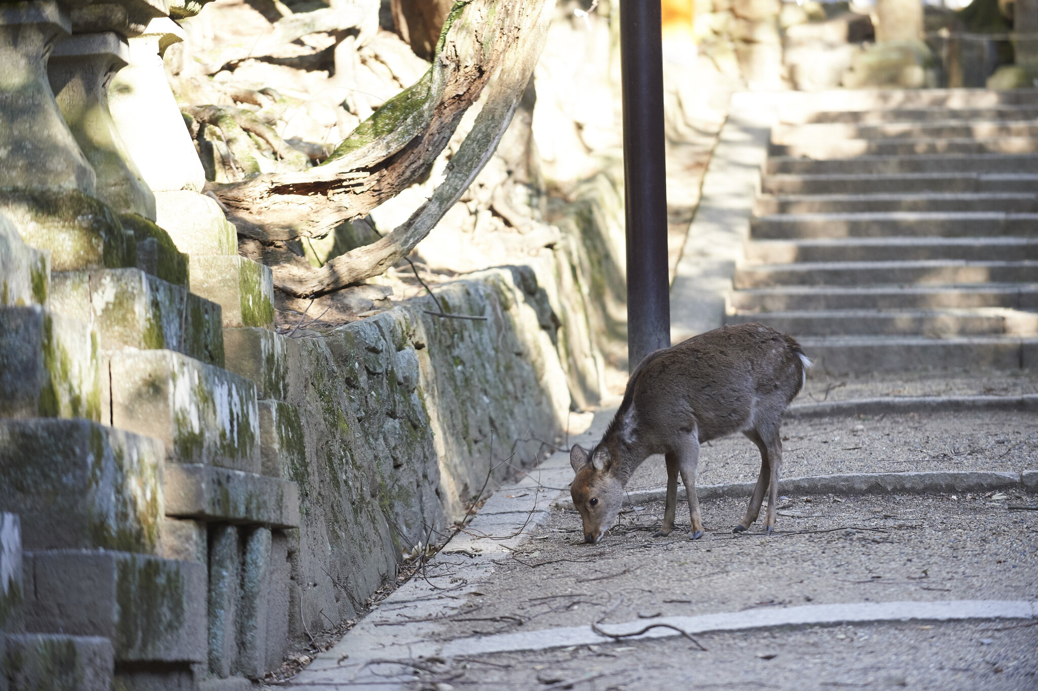 Kasuga-taisha Shrine