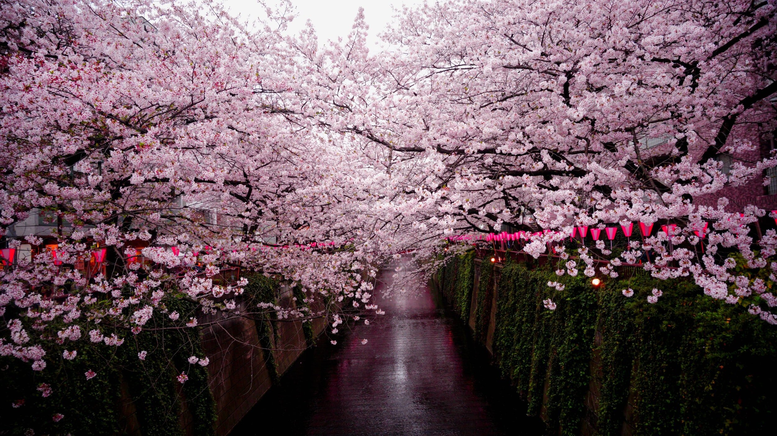 Kirsebærblomstring i Japan