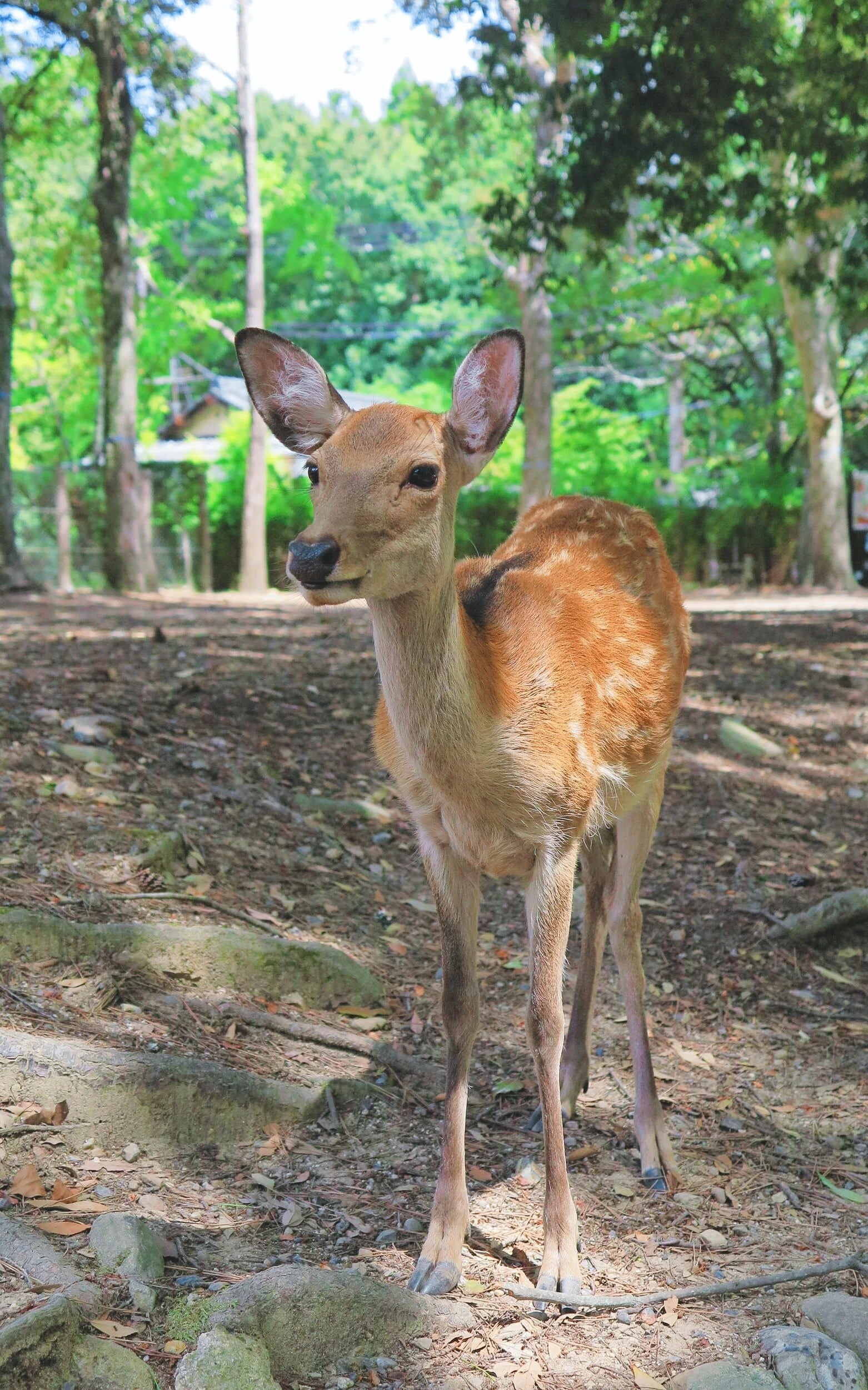 I rundreiseforslaget har vi anbefalt en dagstur fra Kyoto til Osaka. Men fra Kyoto kommer man seg også enkelt til Nara, hvor man kan møte på søte rådyr som spaserer fritt rundt i Nara Park.