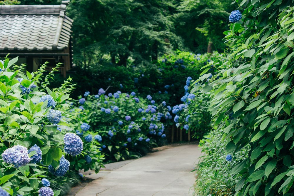  Meigetsuin-tempelet er fantastisk for den som er glad i hortensiaer. 