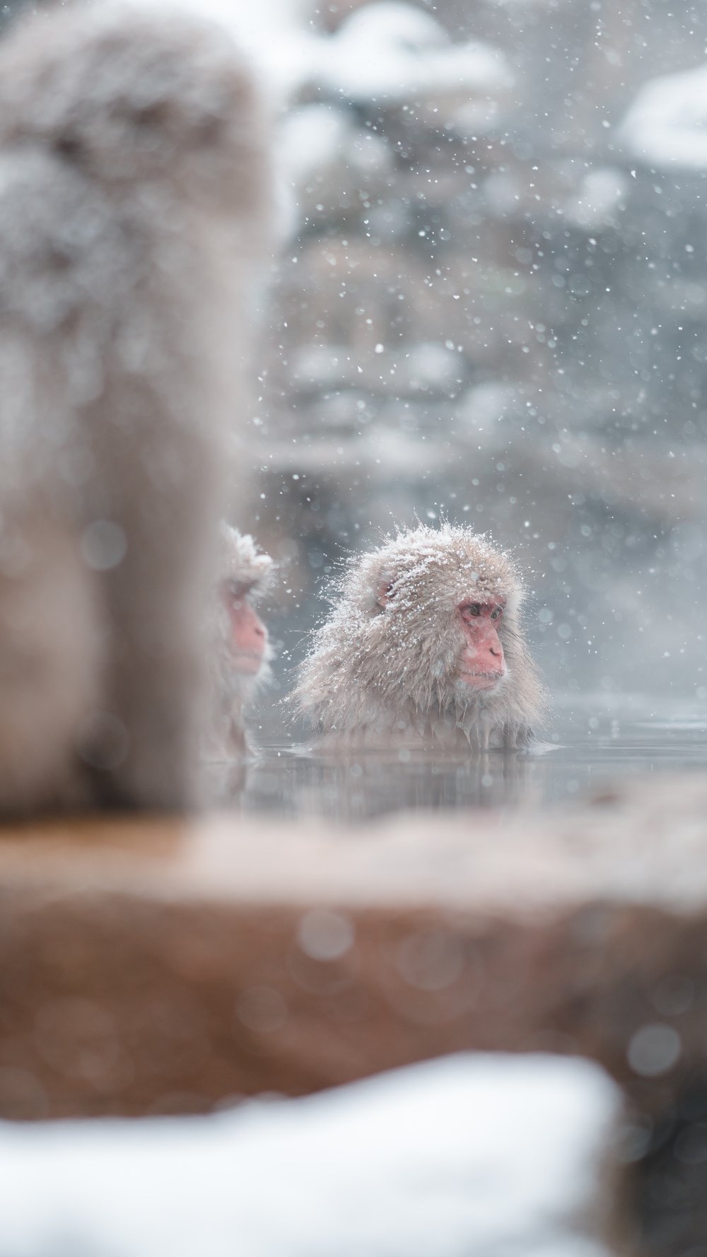 Synet av de badende apene blir enda mer spesielt med snø i bakgrunnen!