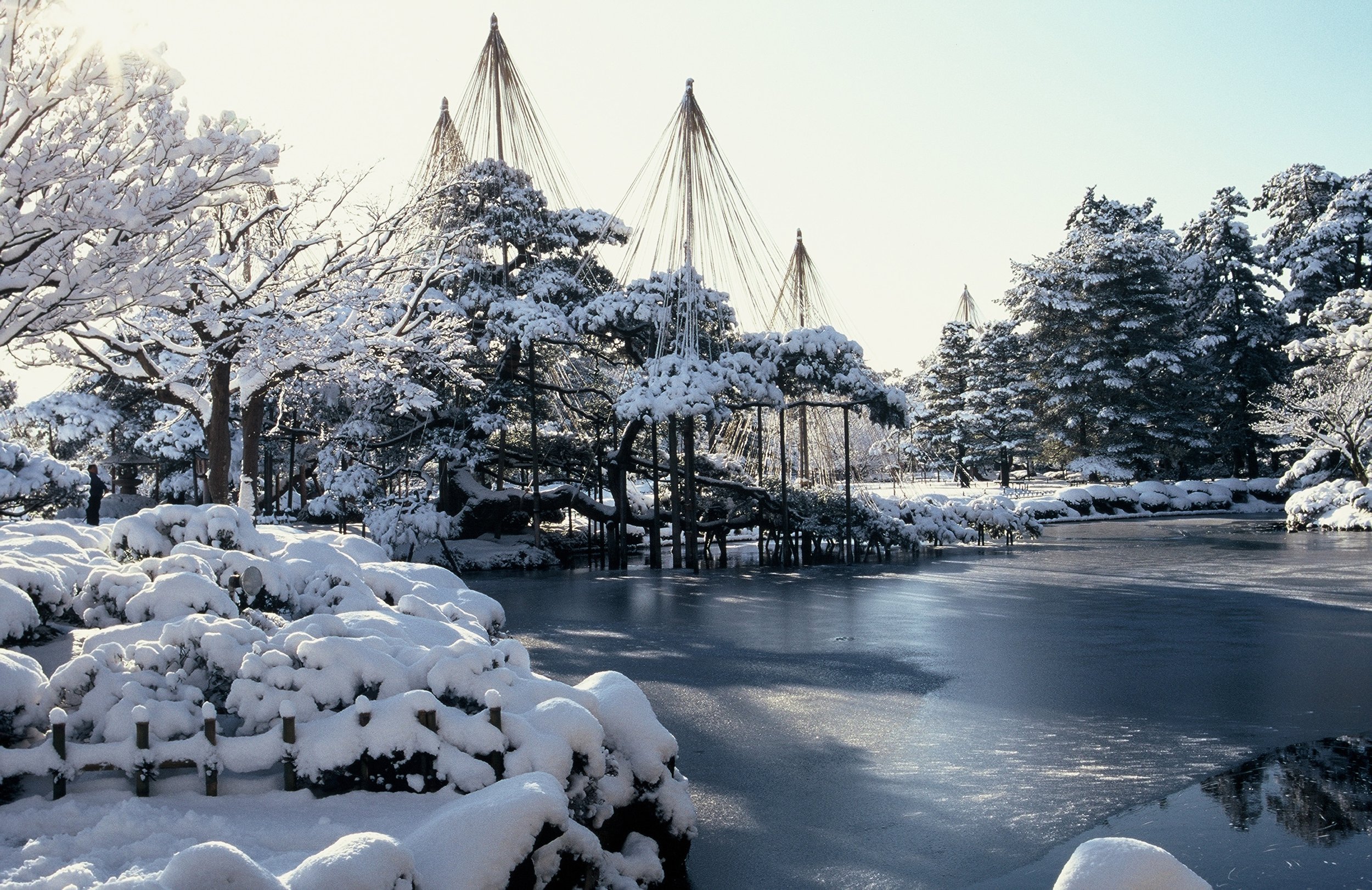  De spesielle konstruksjonene, kalt  yukitsuri , er en tradisjonell teknikk for å beskytte trærne mot tung snø. ©Kanazawa City 