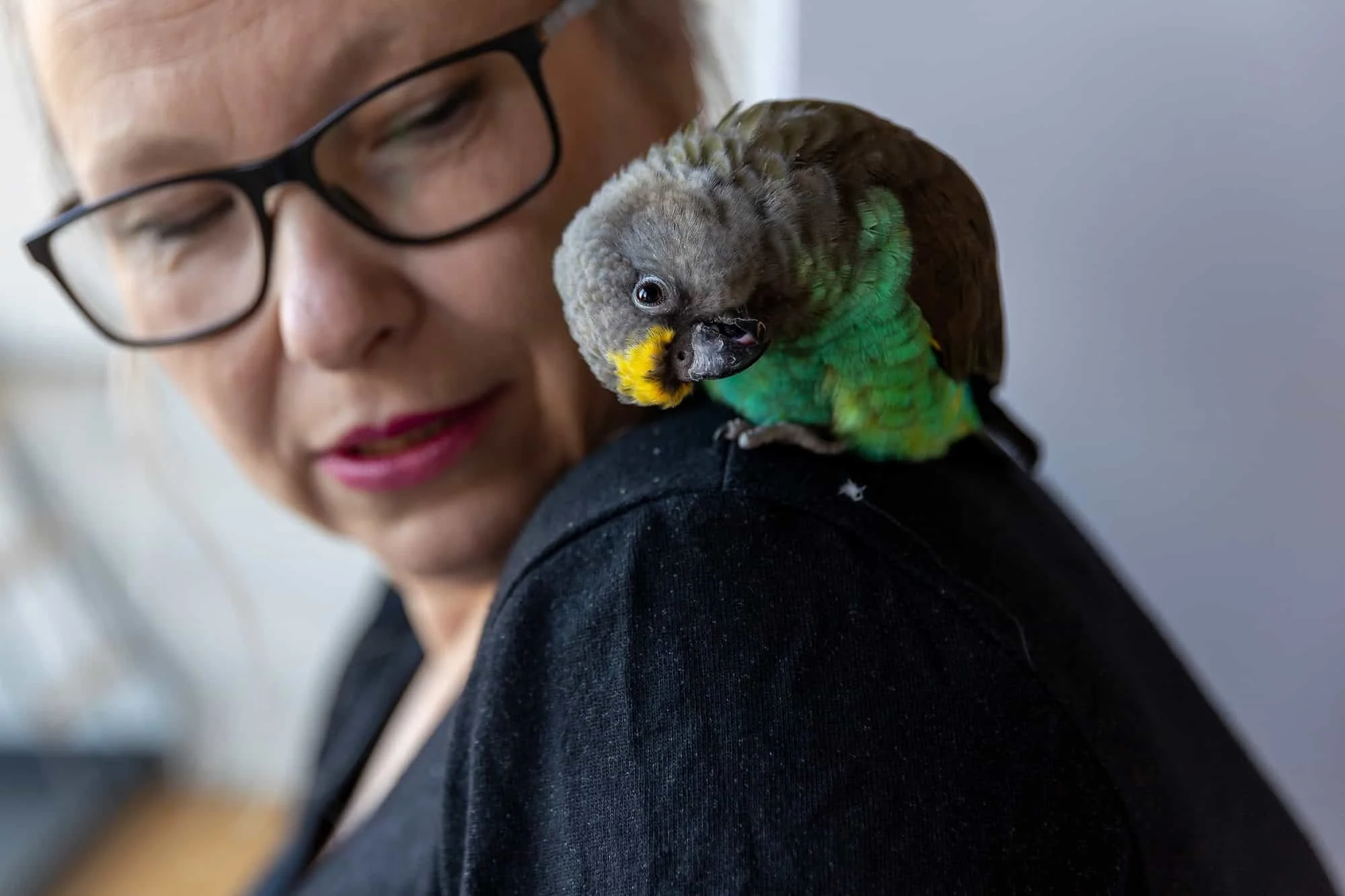Liten papegøy med grønt bryst sitter på skulderen til en uskarp kvinne med briller