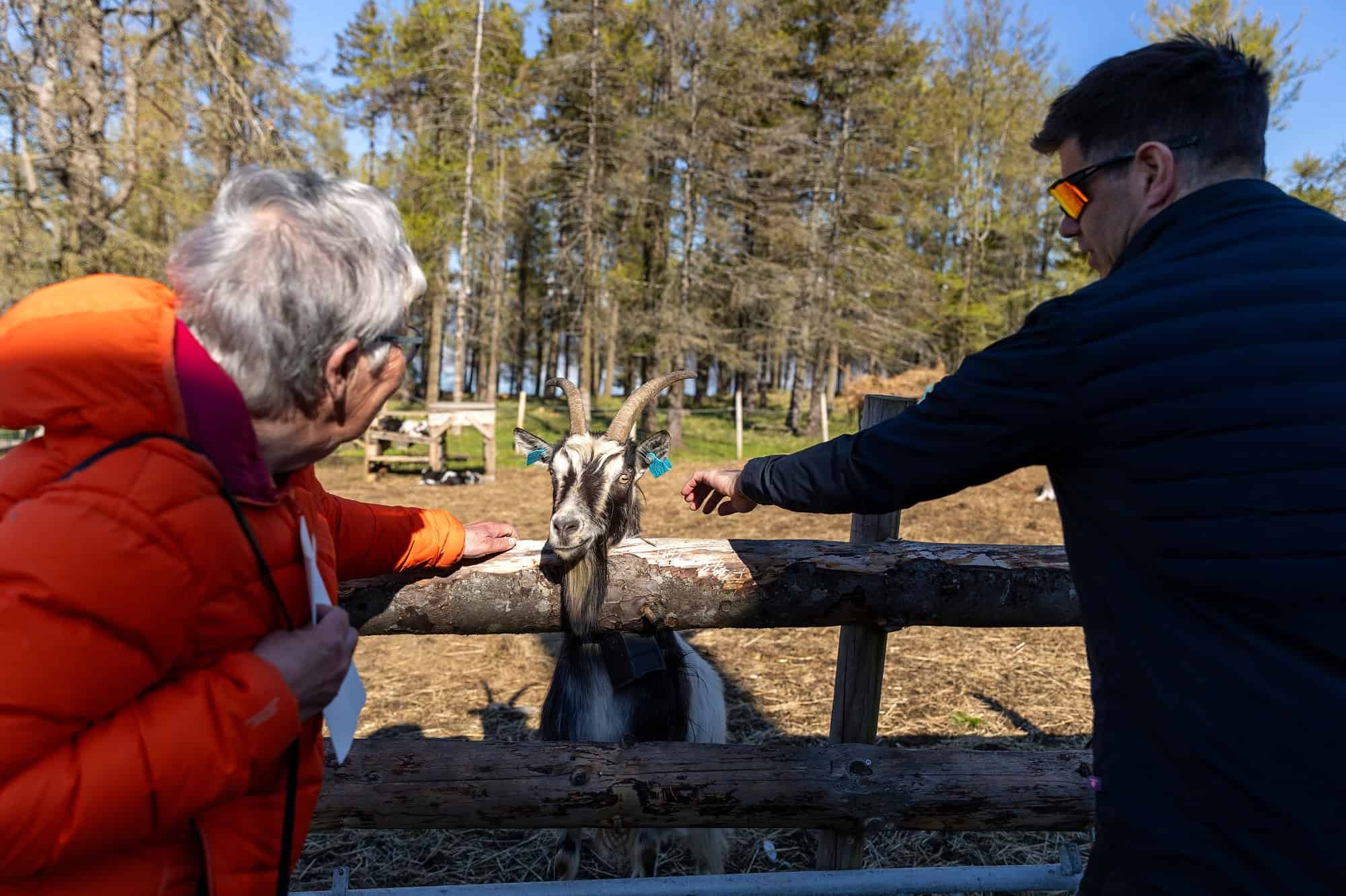En eldre kvinne i orange jakke og en mann strekker hendene frem mot ei geit med horn som står bak et tømmerstokkgjerde