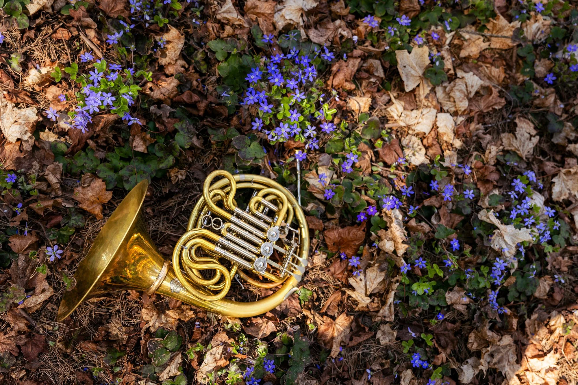 Walthorn hviler blant vårlige blåveis på Gressholmen