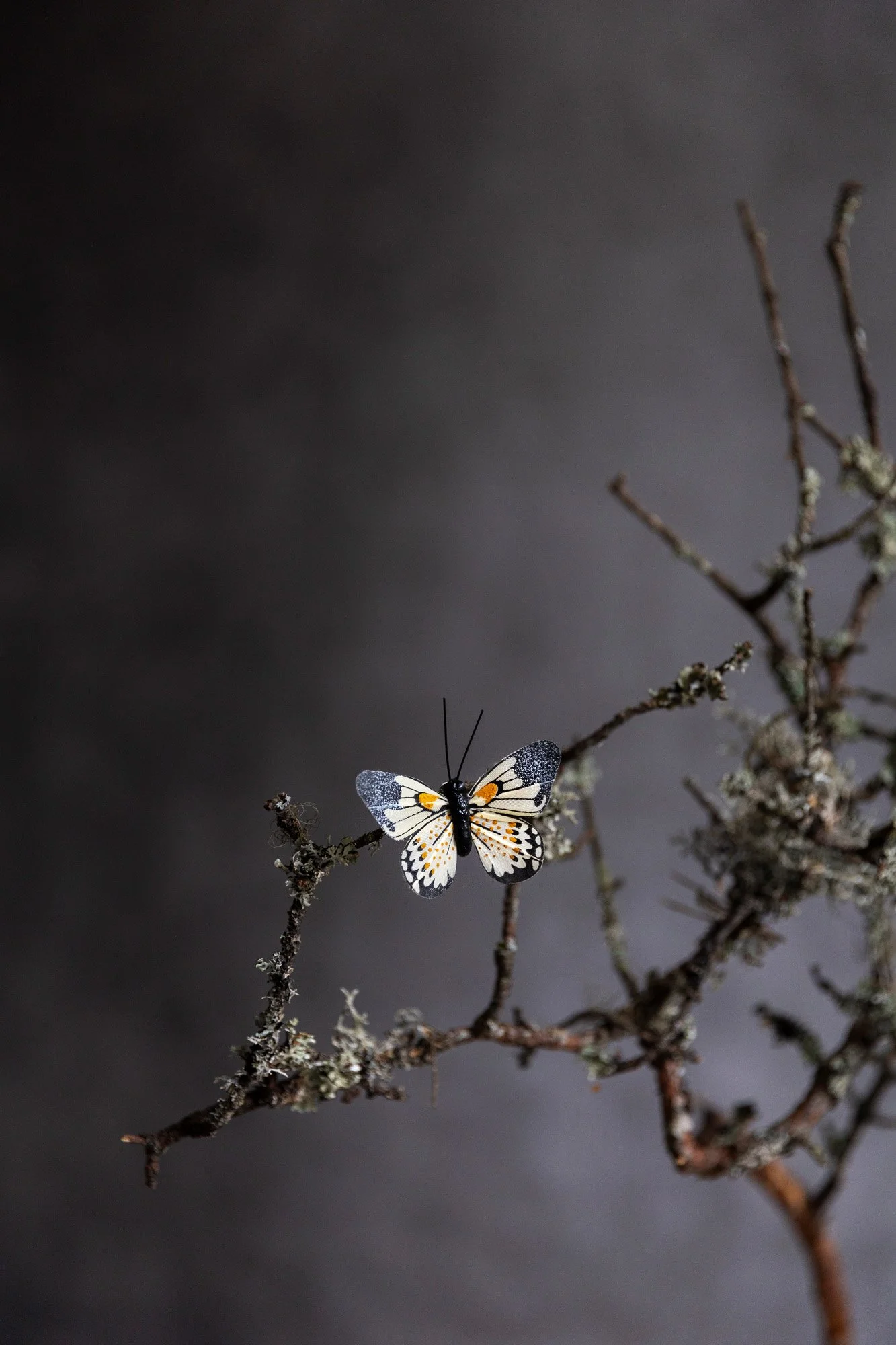 En sommerfugl sitter på en gren med mose mot en grå studiovegg