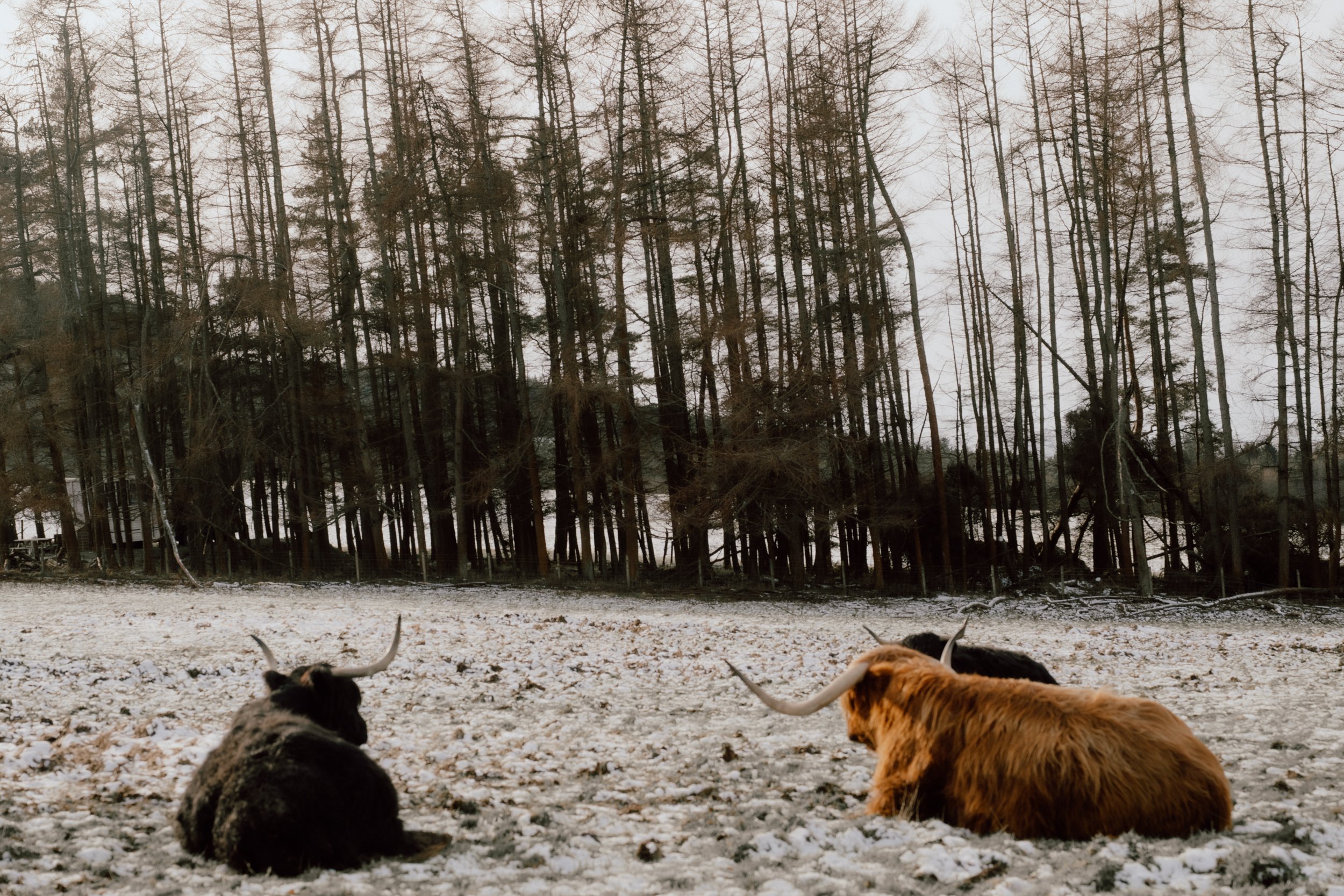 Patrice little photography-4.jpg