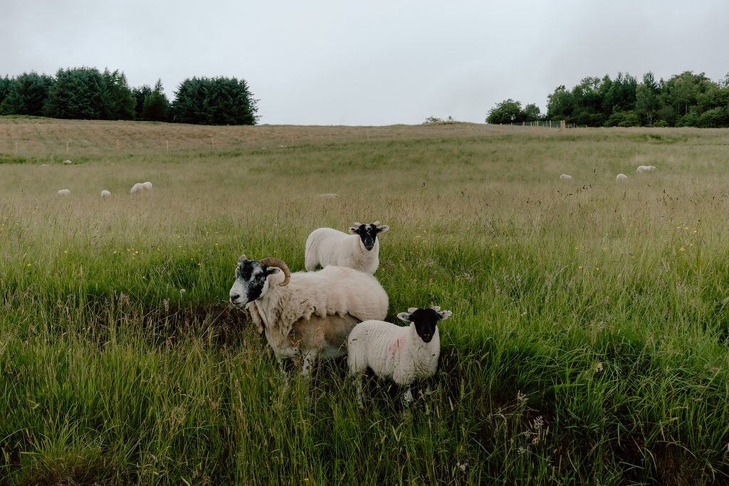 Three sheep standing together in a grassy Scottish field surrounded by rolling countryside photographed by Patrice Little Photography