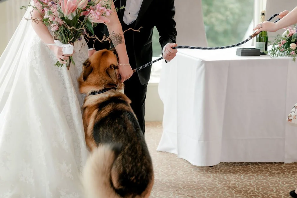 Bride gently stroking her German Shepherd during the indoor wedding ceremony at Atholl Palace Hotel.