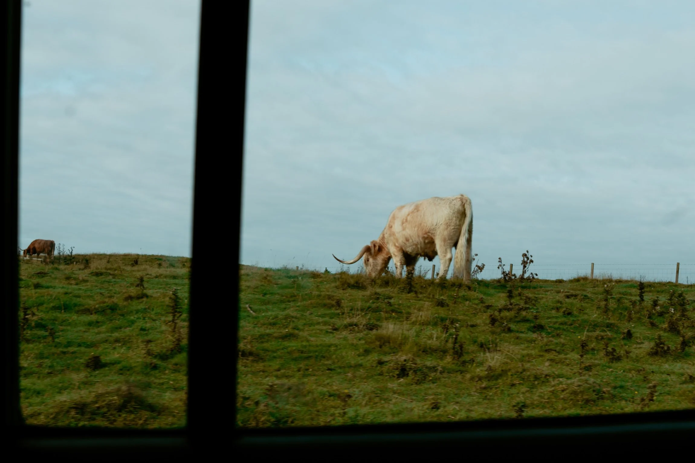 Patrice little photography-Highland cow-Gleneagles-11.jpg