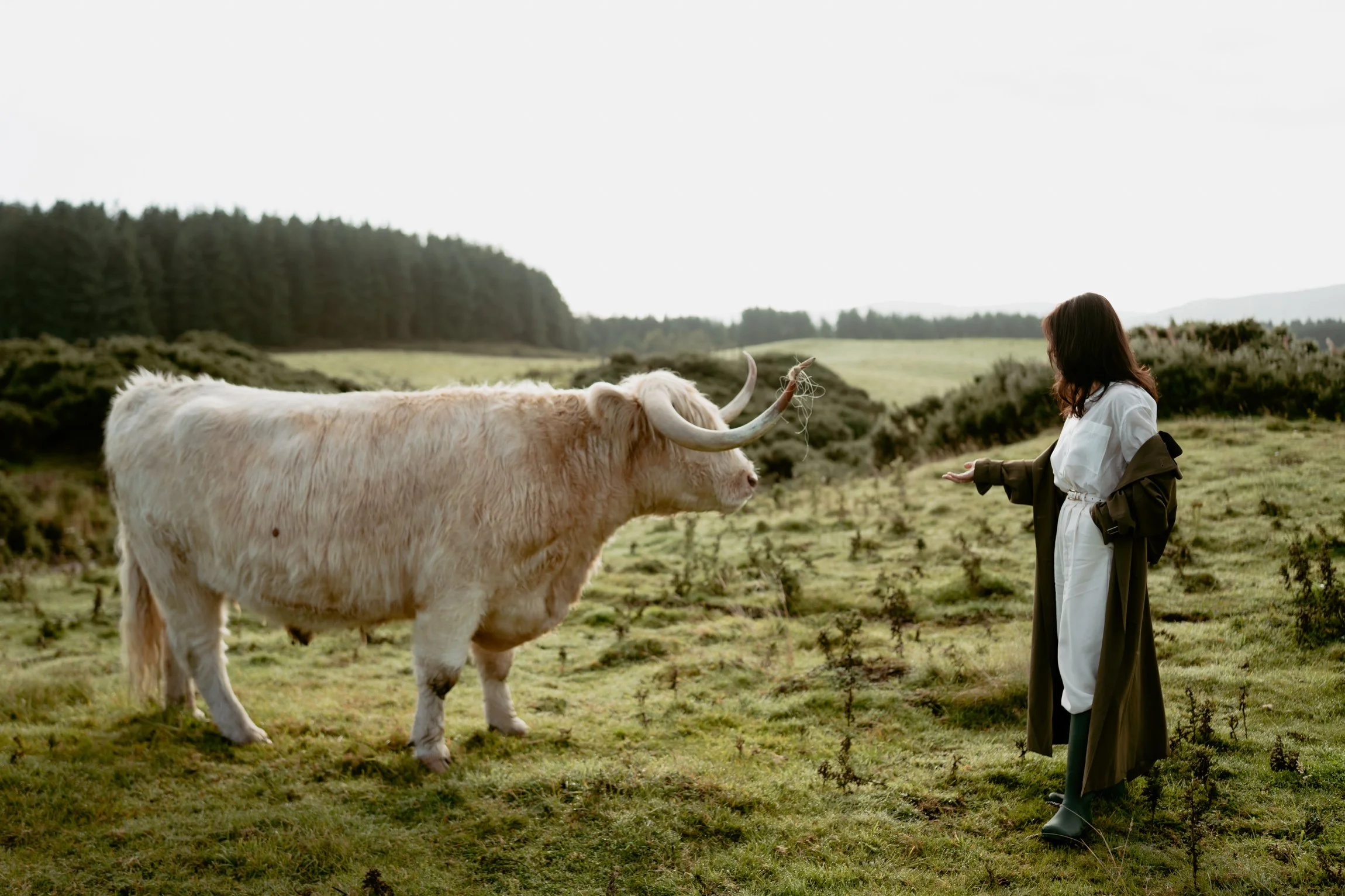 Patrice little photography-Highland cow-Gleneagles-29.jpg