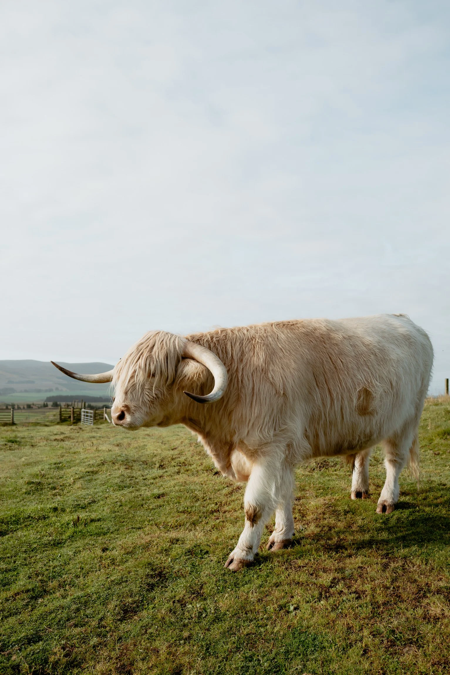 Highland Cow Close-Up
