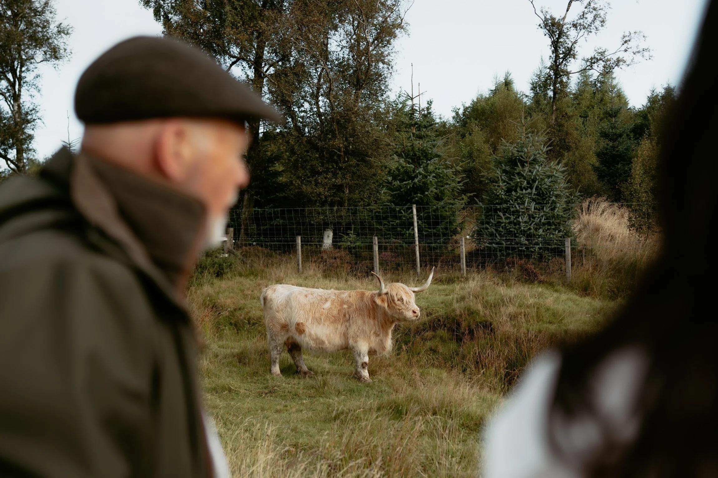 Patrice little photography-Highland cow-Gleneagles-86.jpg