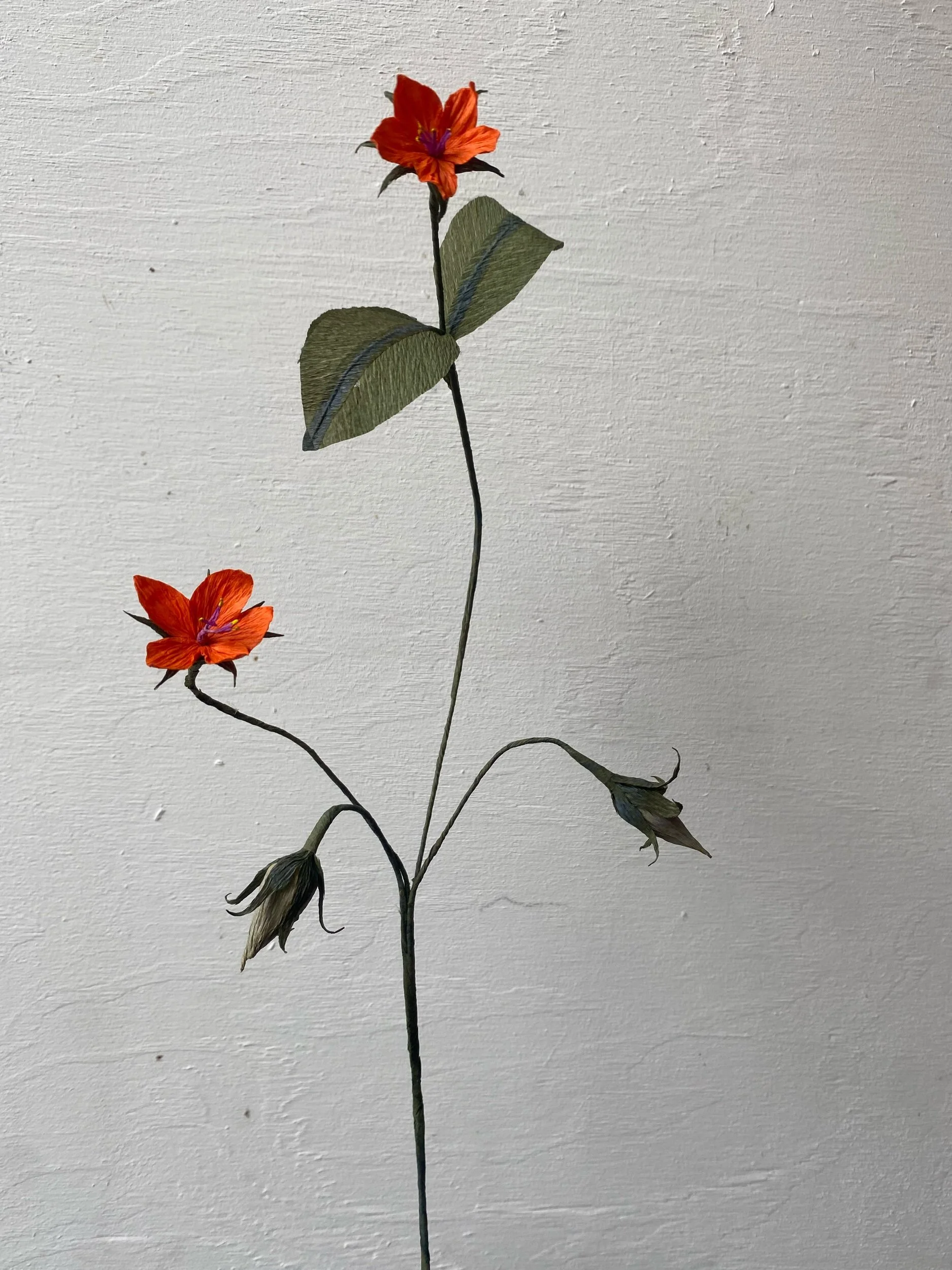A dried artificial orange flower with green leaves by Emmeli Kimhi against a plain, textured white wall.